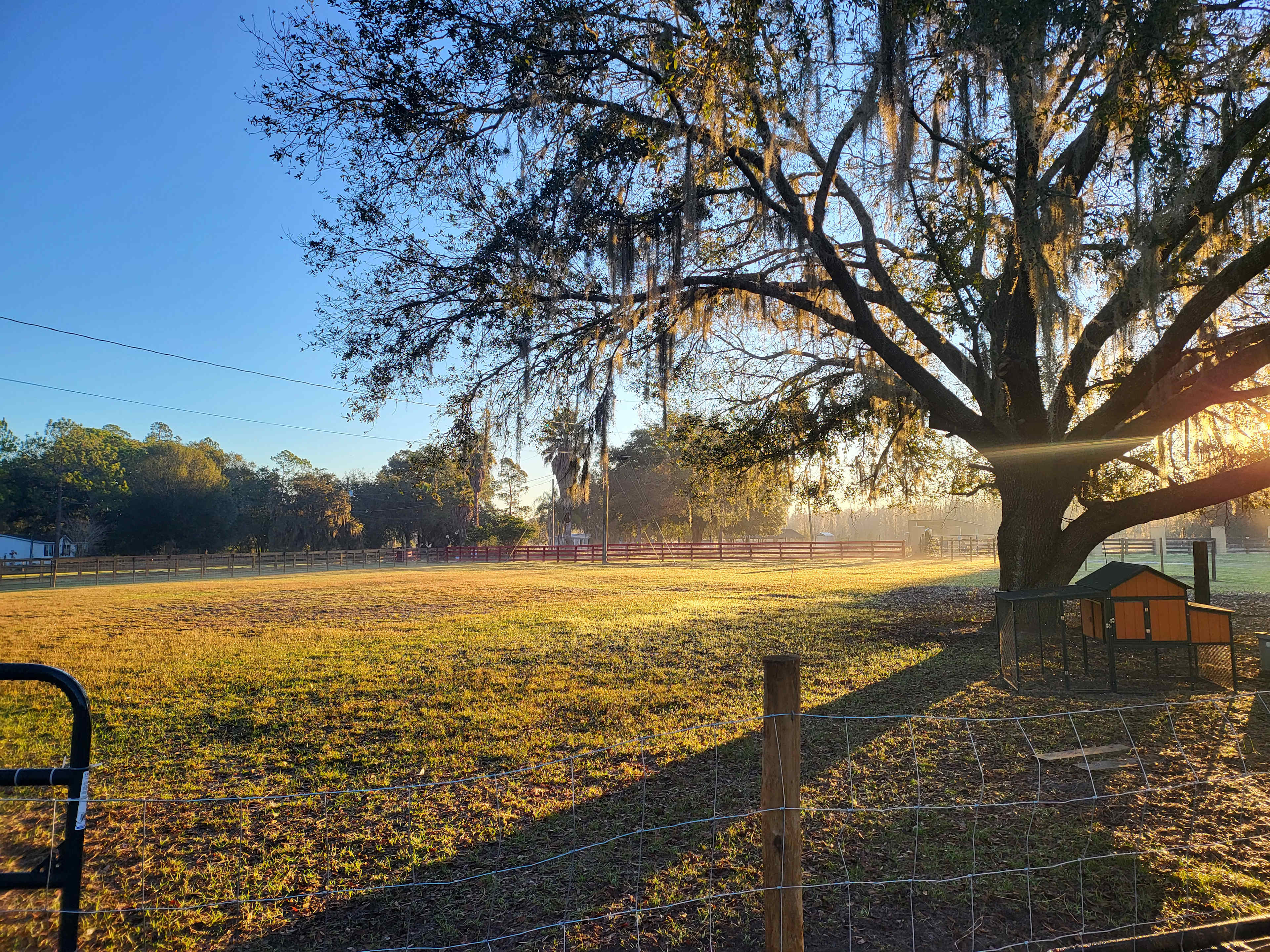 BFF pasture