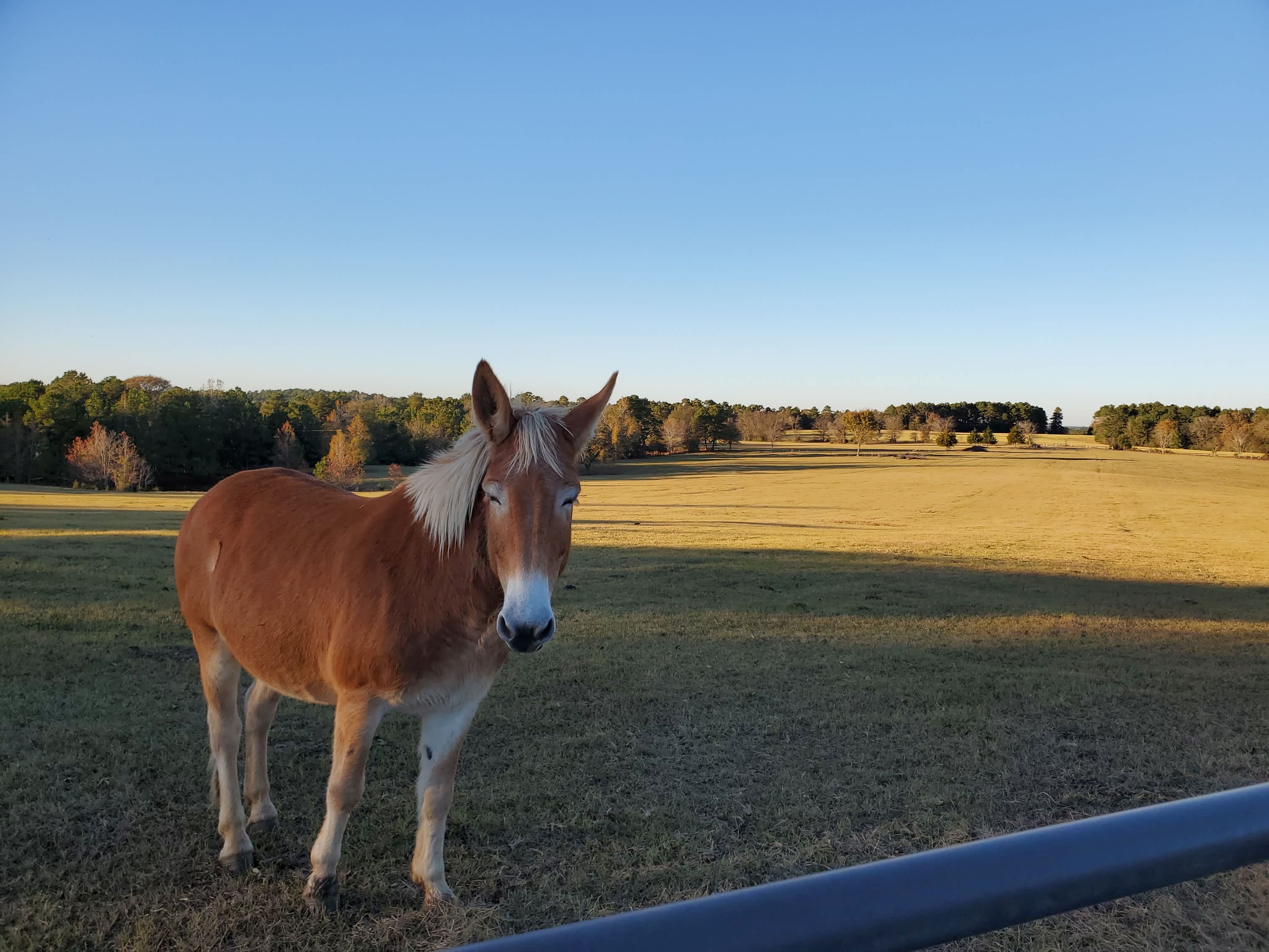 One of two draft mules on the ranch