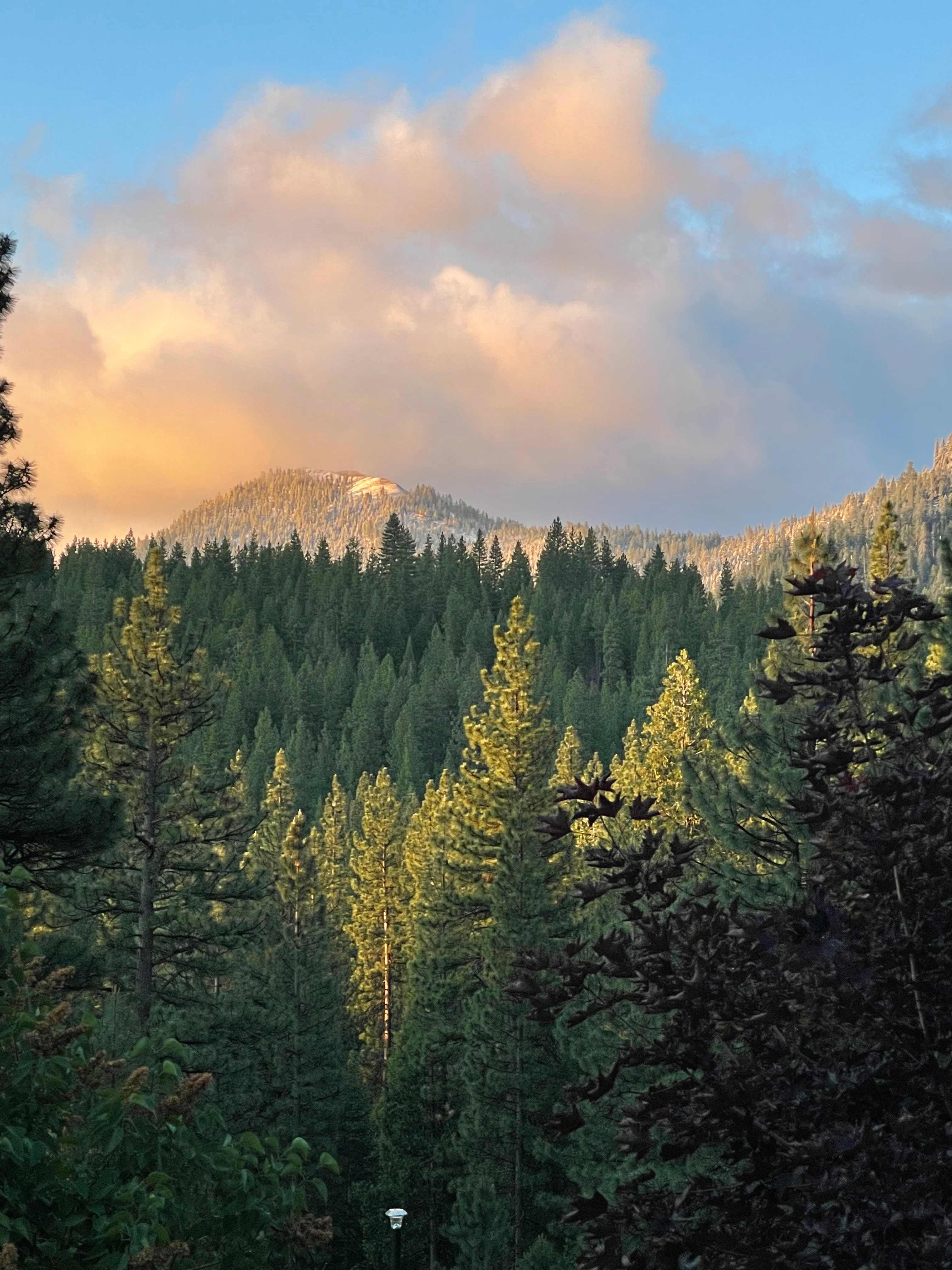 Pine forest primitive camping