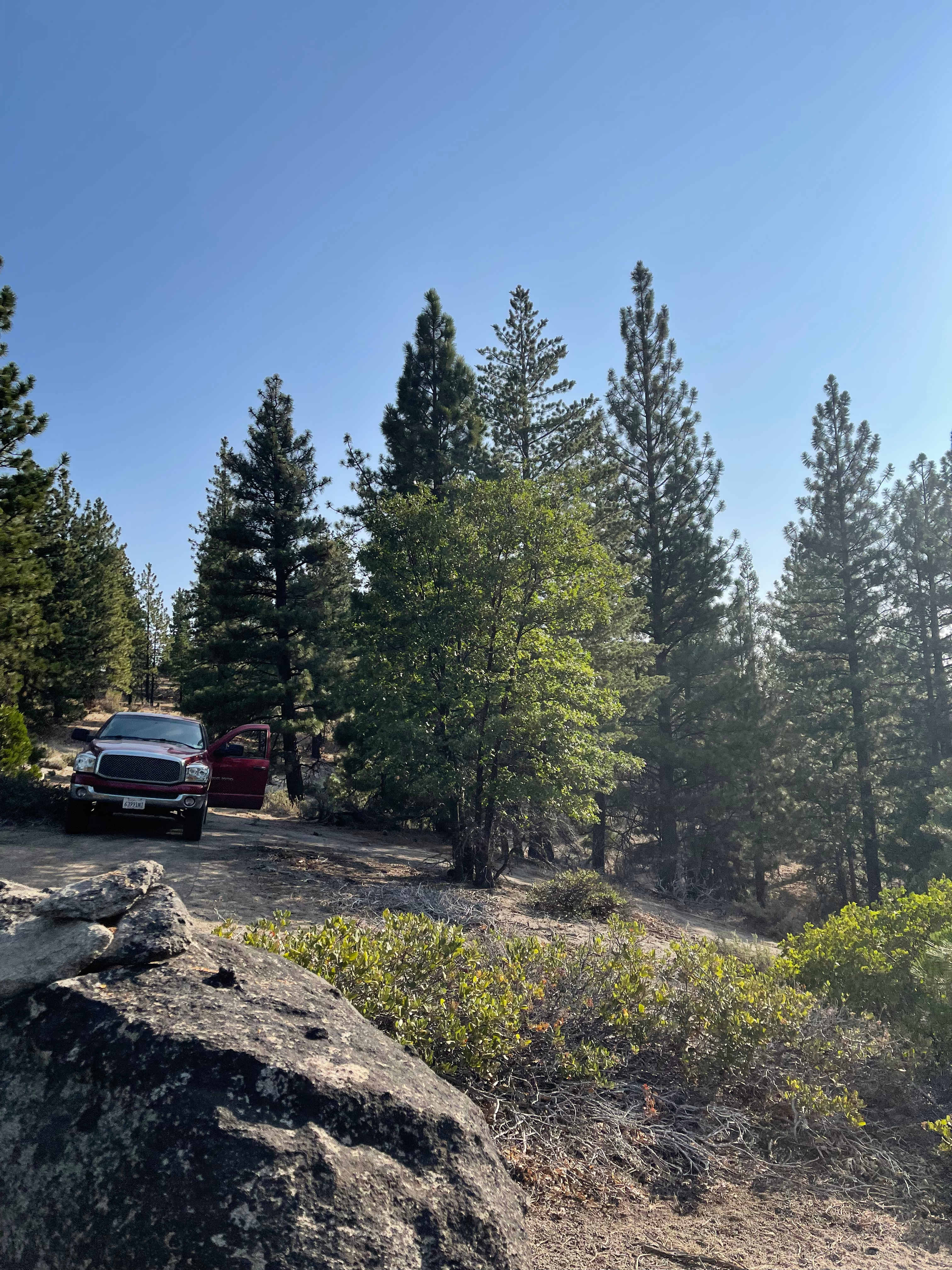 Pine forest primitive camping