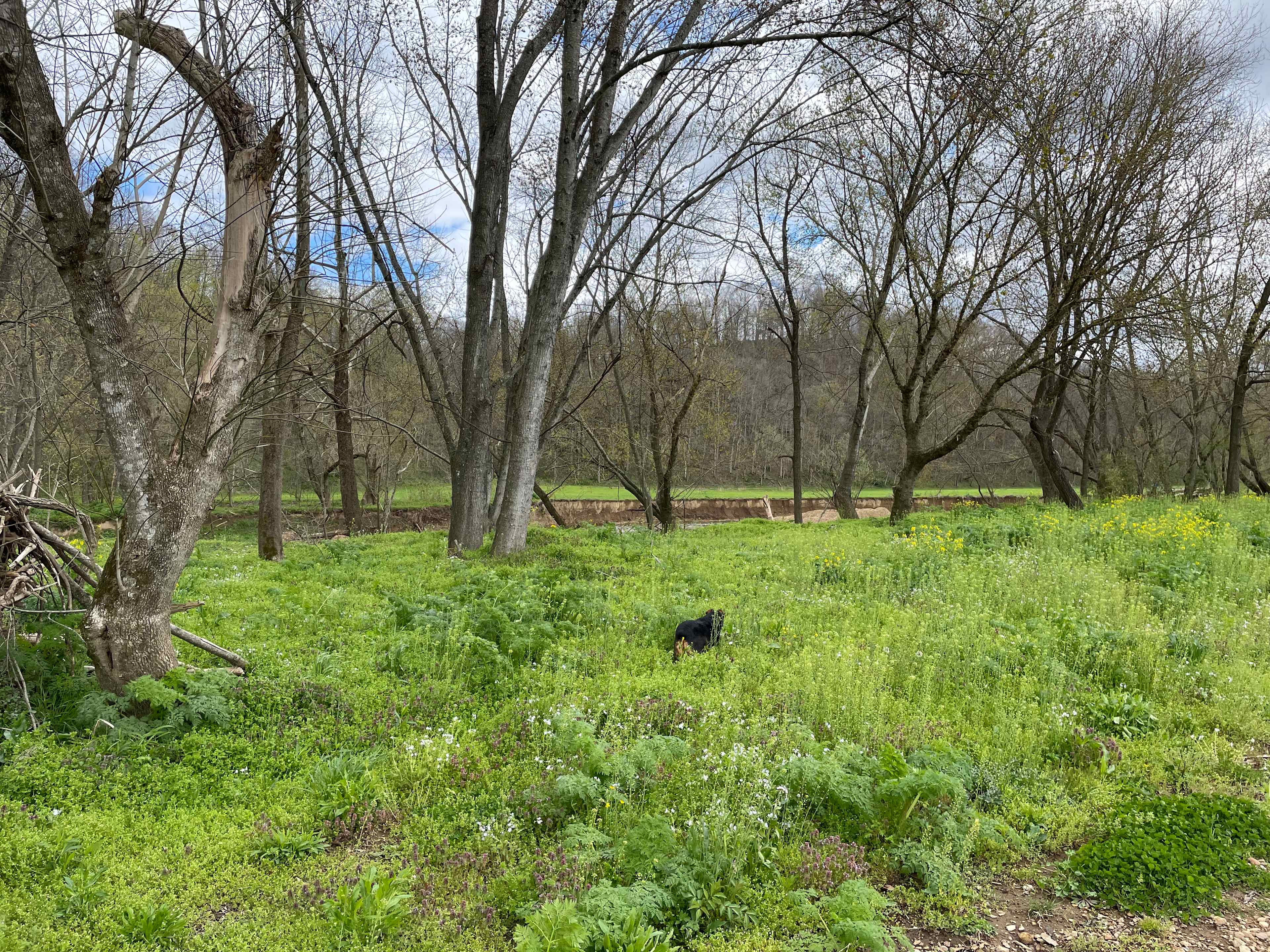 Picture of the site
