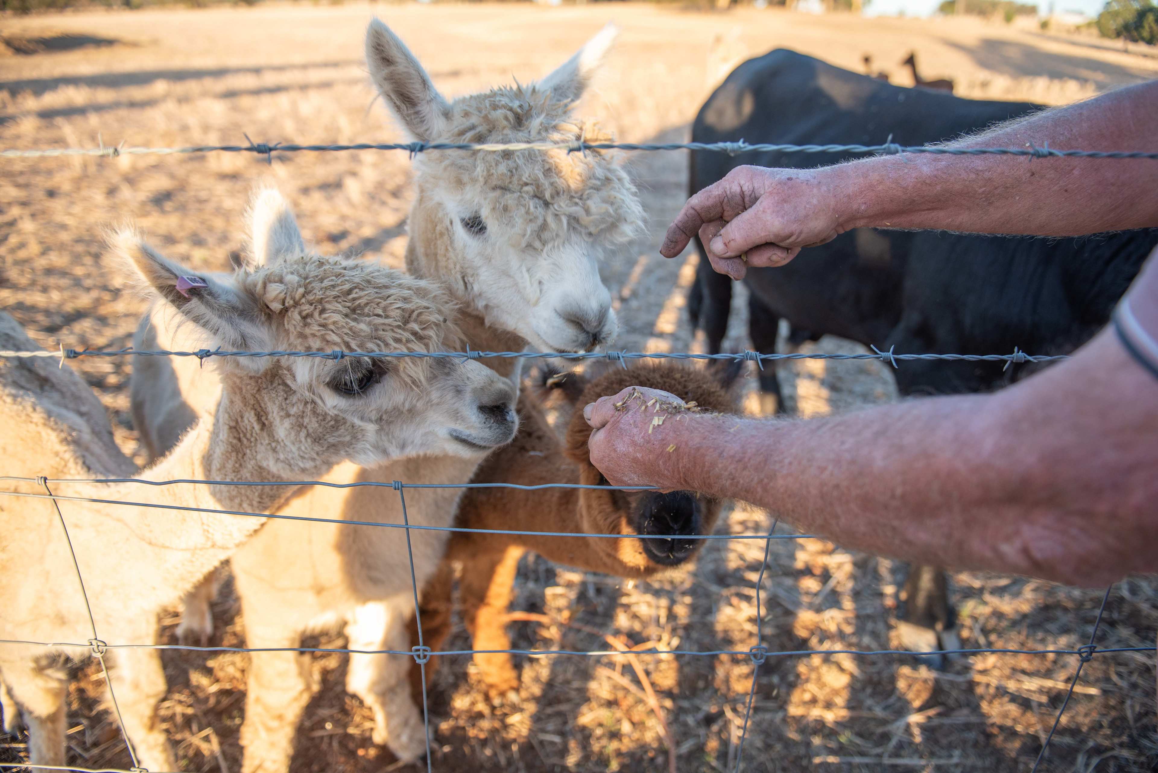 You can hand feed them!