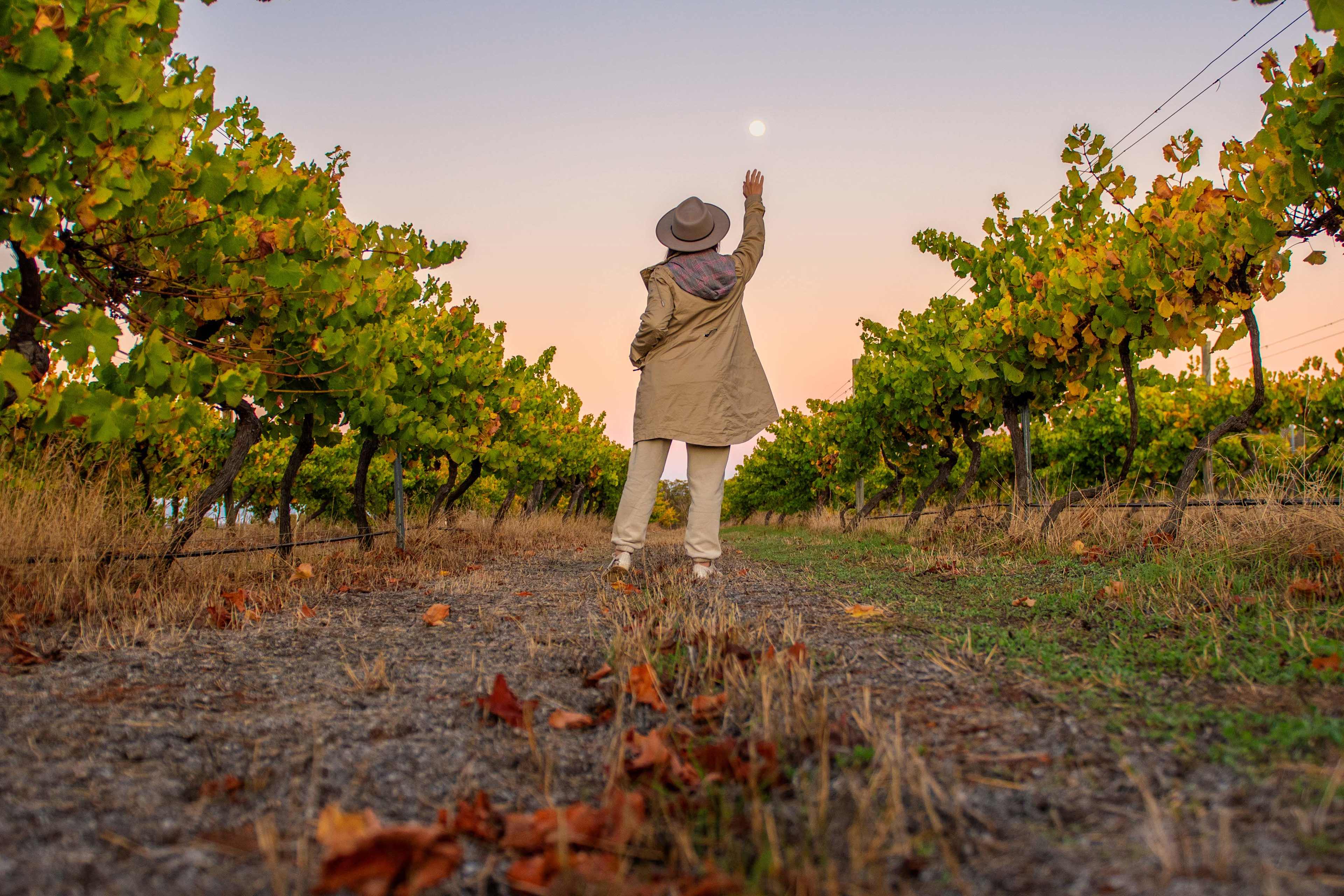 Moon setting over the vineyard