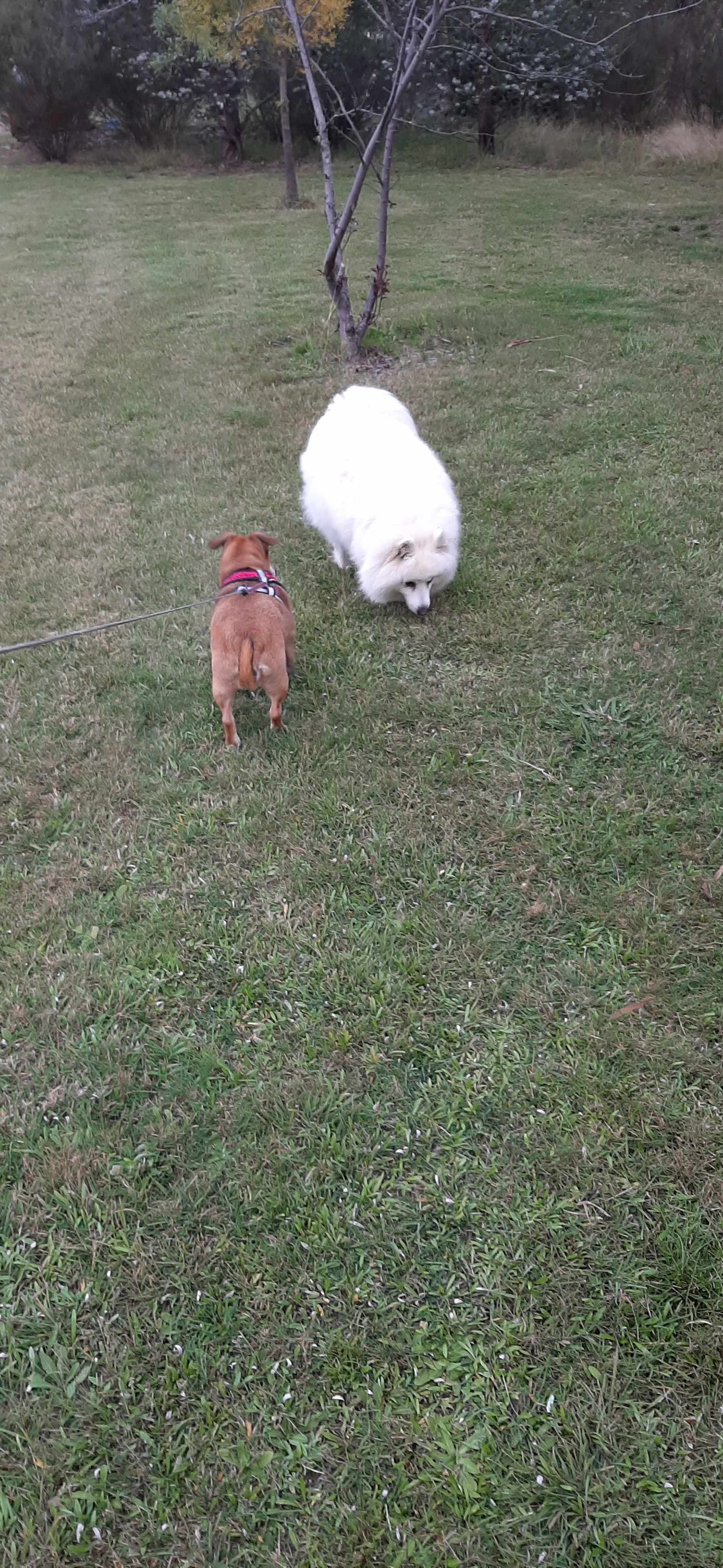 Resident dog Digger (white one) and my dog Lily enjoy a sniff around.