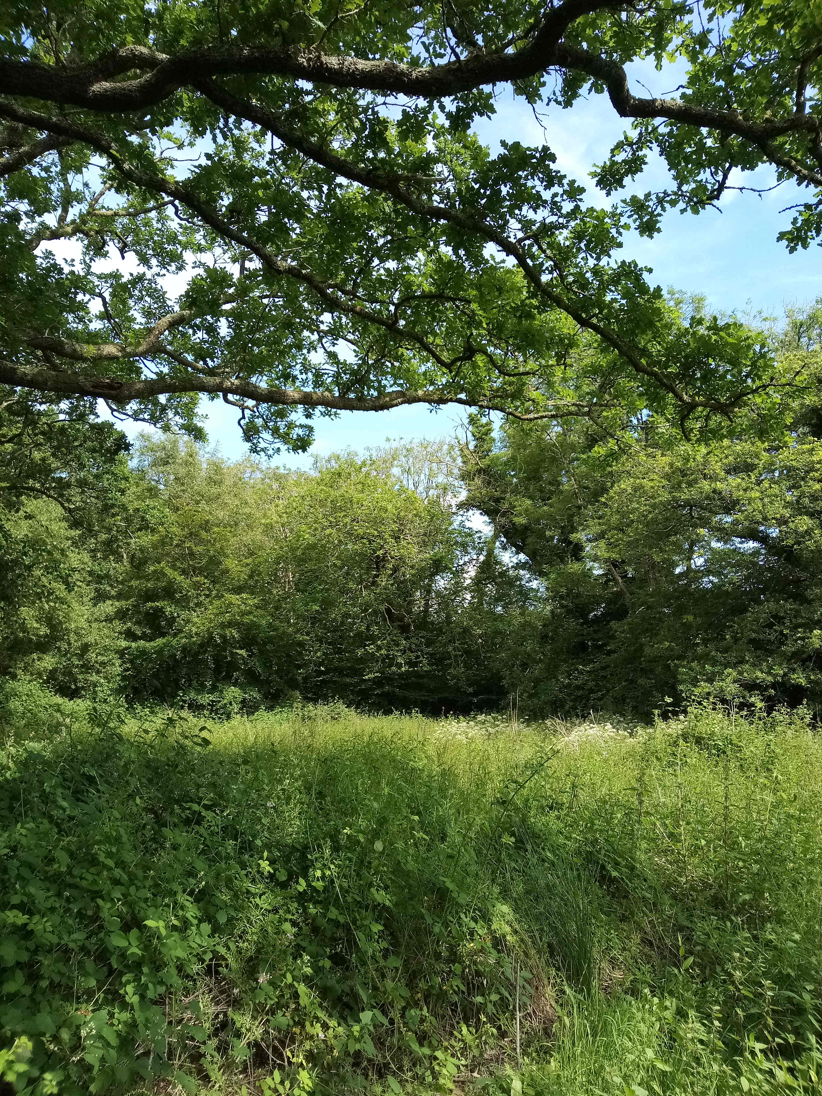 Beautiful old oaks providing shade!