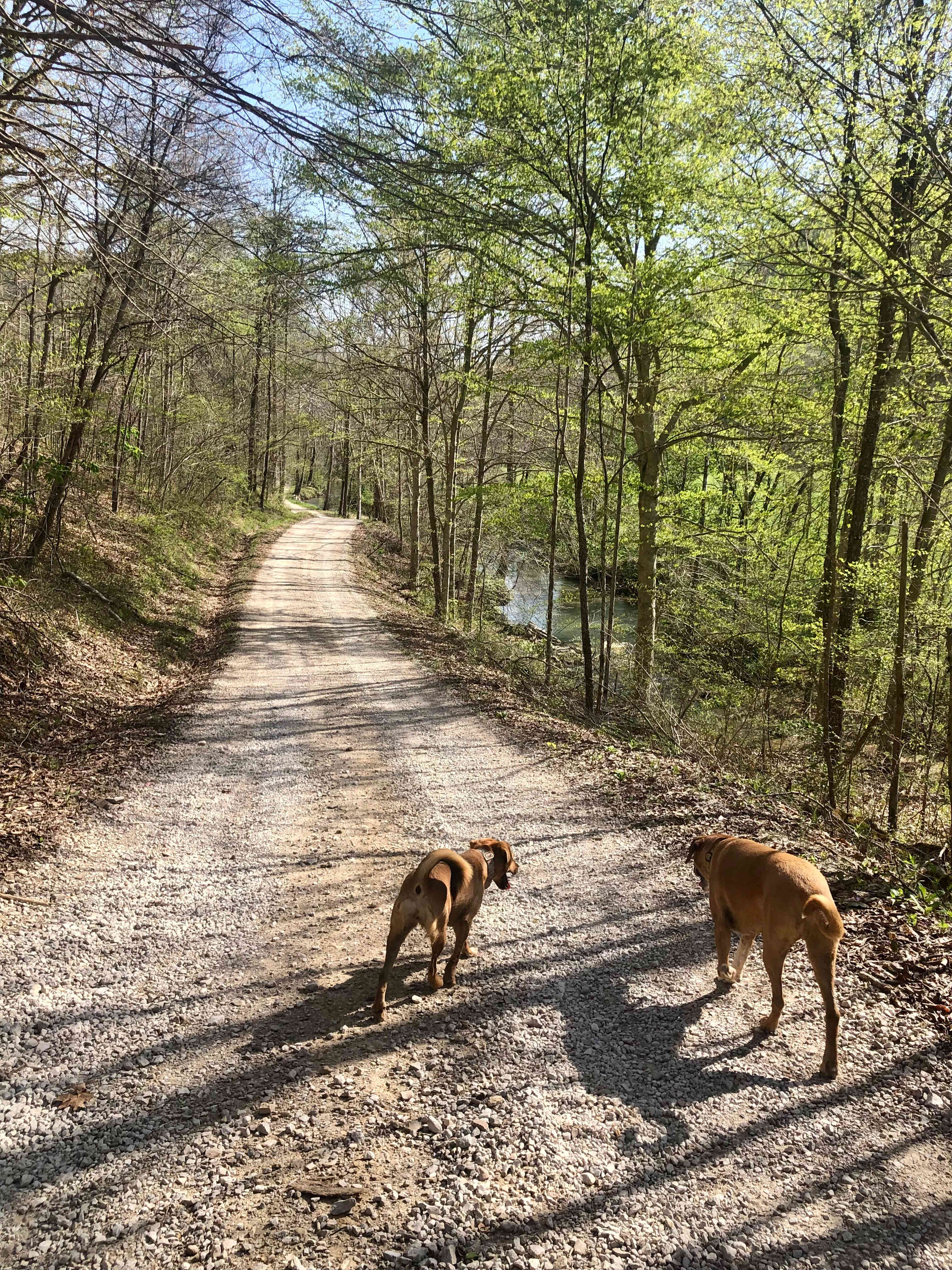 Camp Middle Fork