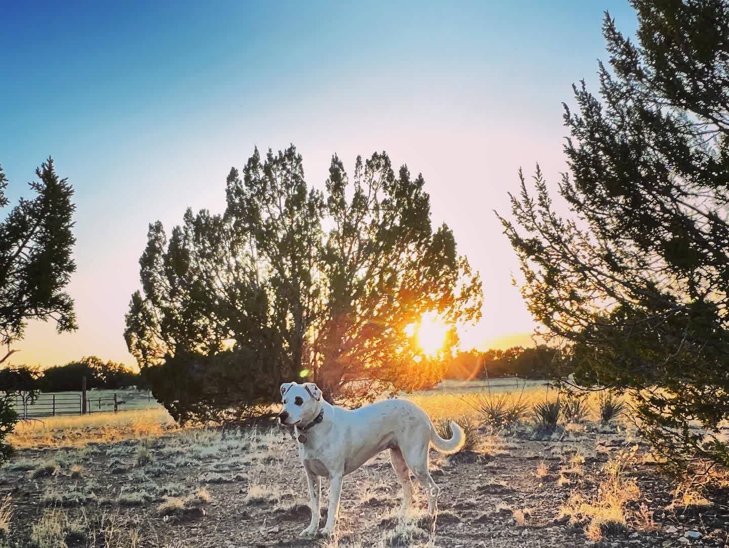 Pinon Forest Camp