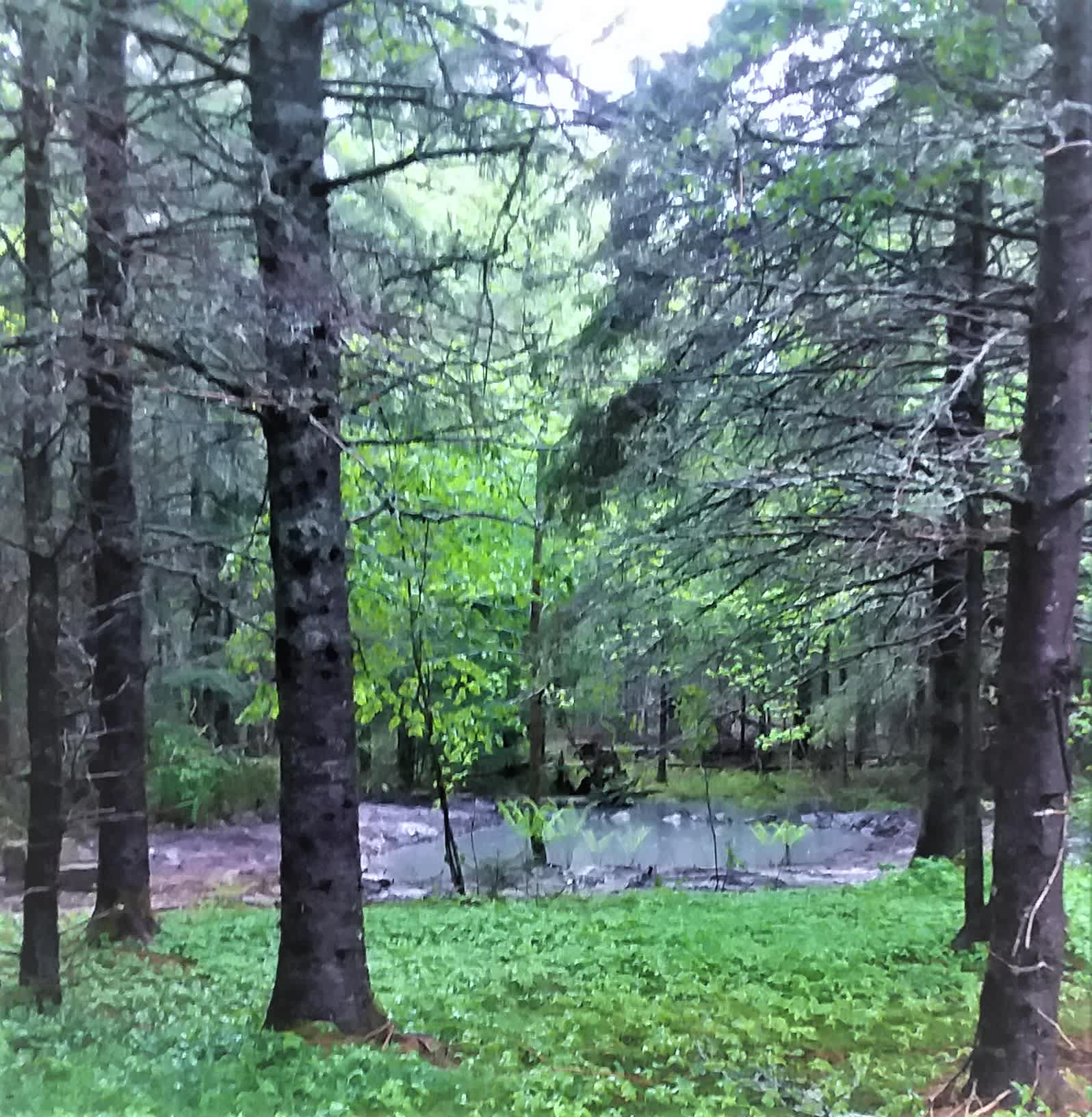 Picture of the site