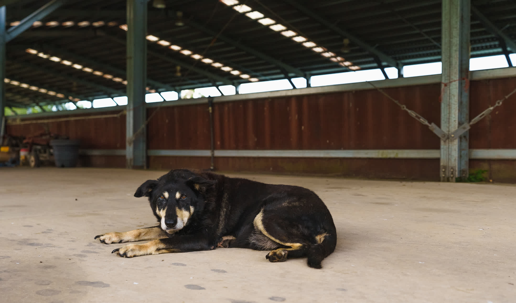 The owner's iconic pet who steals the thunder from the horses...he's 22 years old!
Instagram: @jarodimaged
