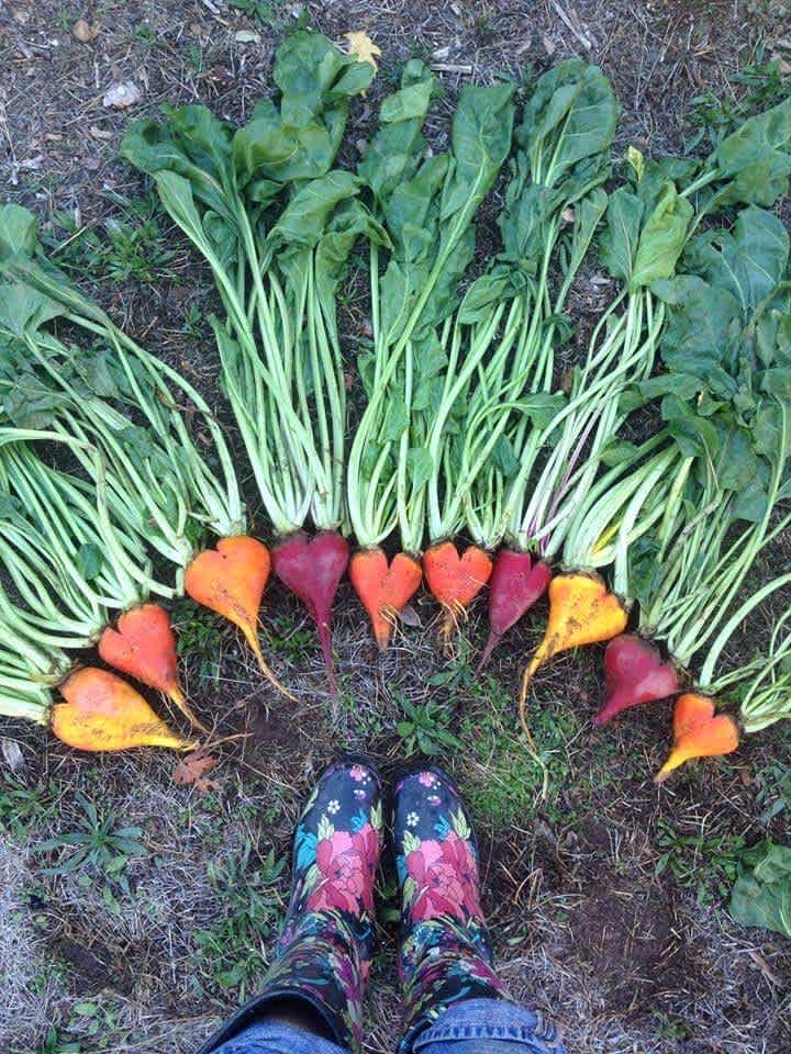 In the summer we love growing fresh veggies.