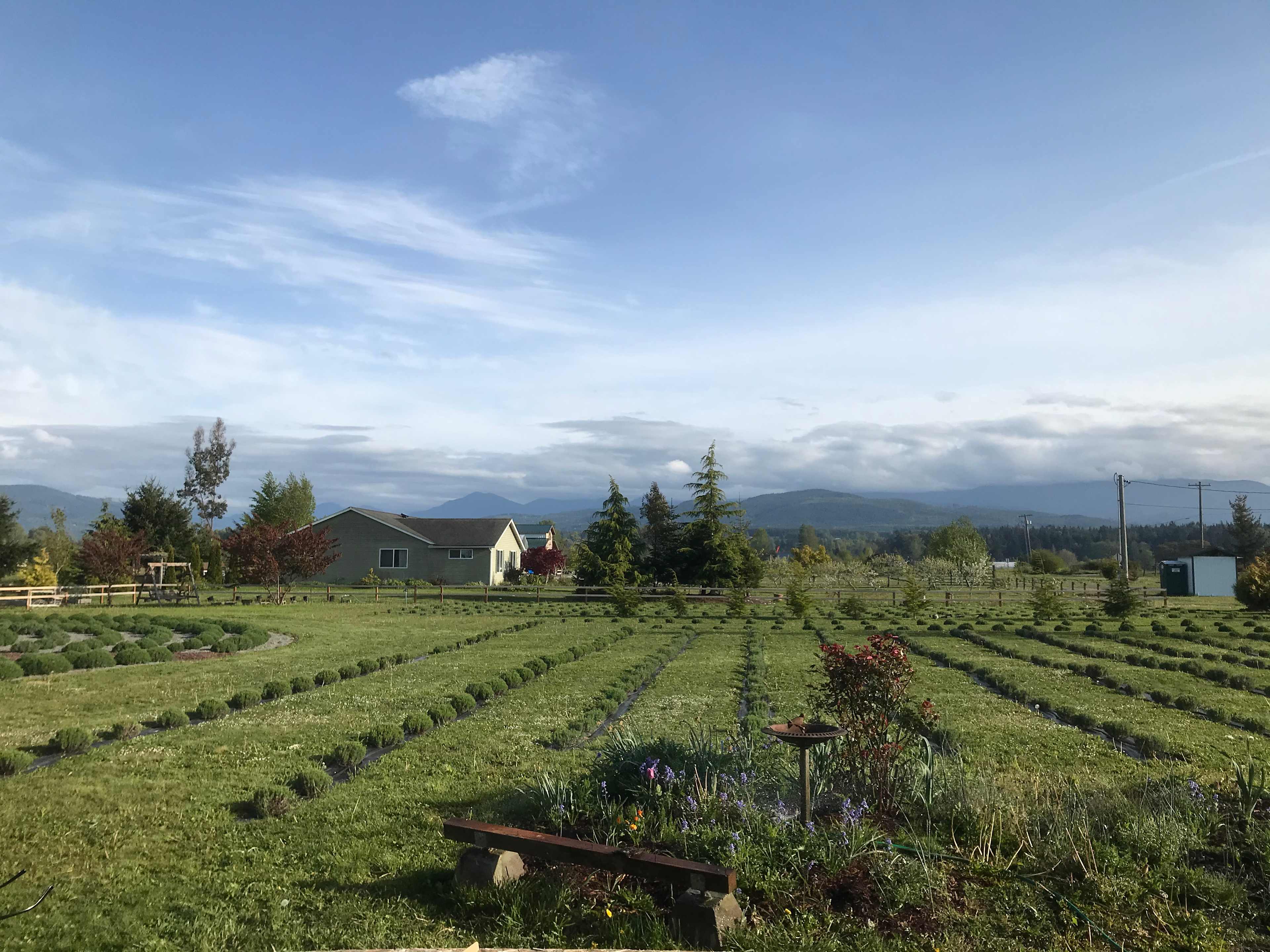 Rain Shadow Lavender Farm