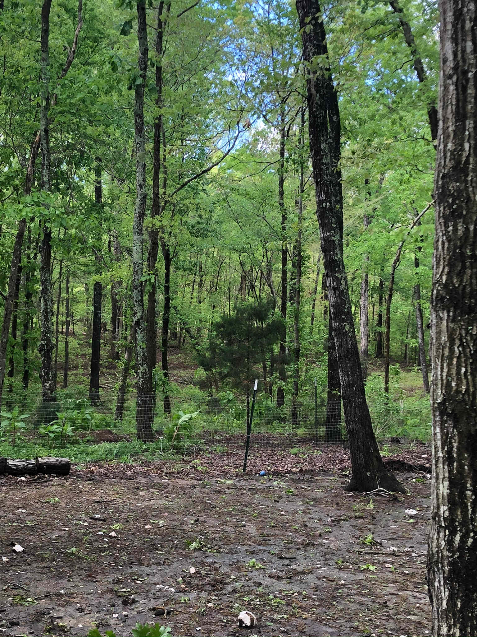 Picture of the site