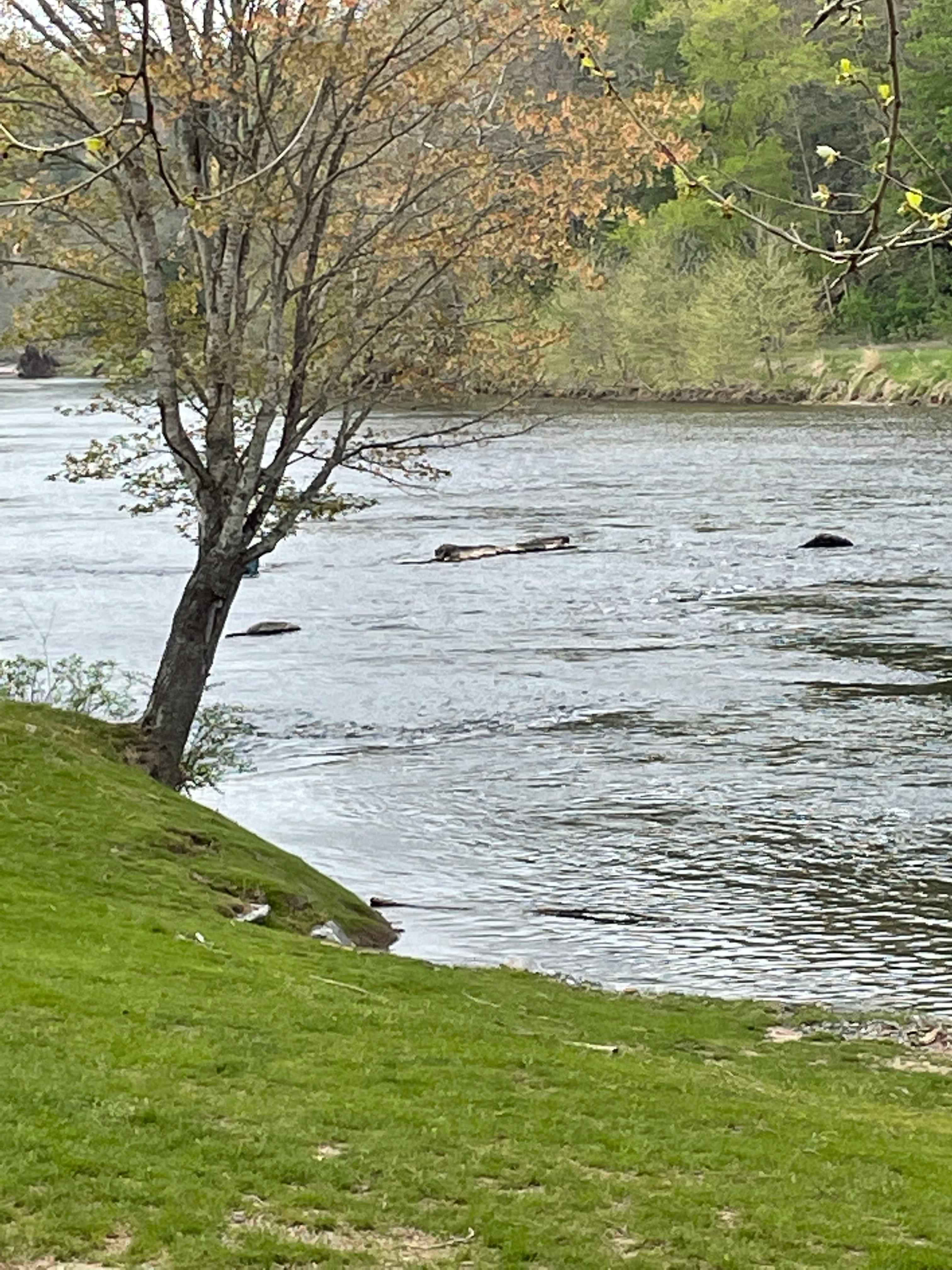 Zaloo's New River Outpost