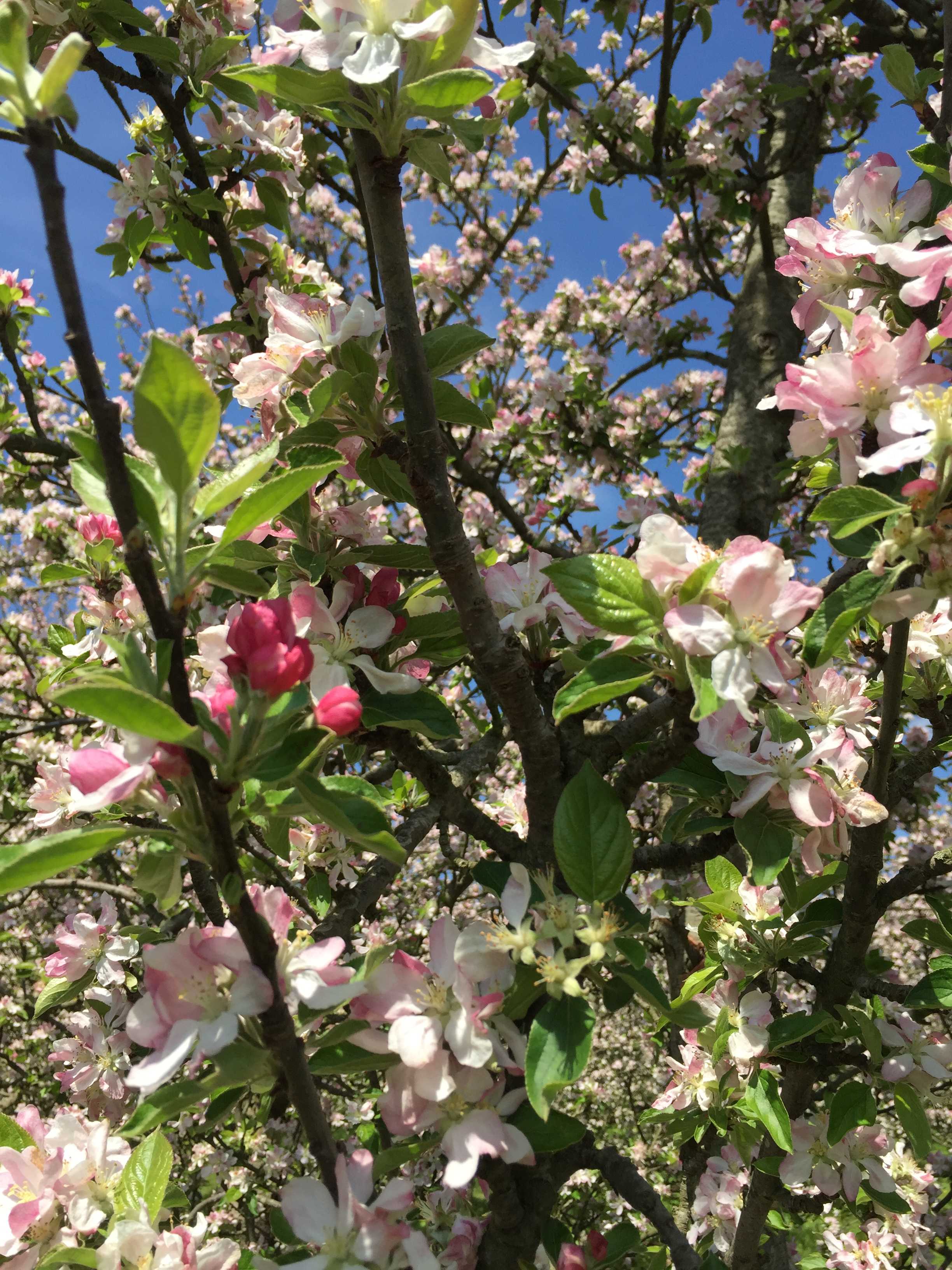 Bowhayes Farm - Glamping & Camping