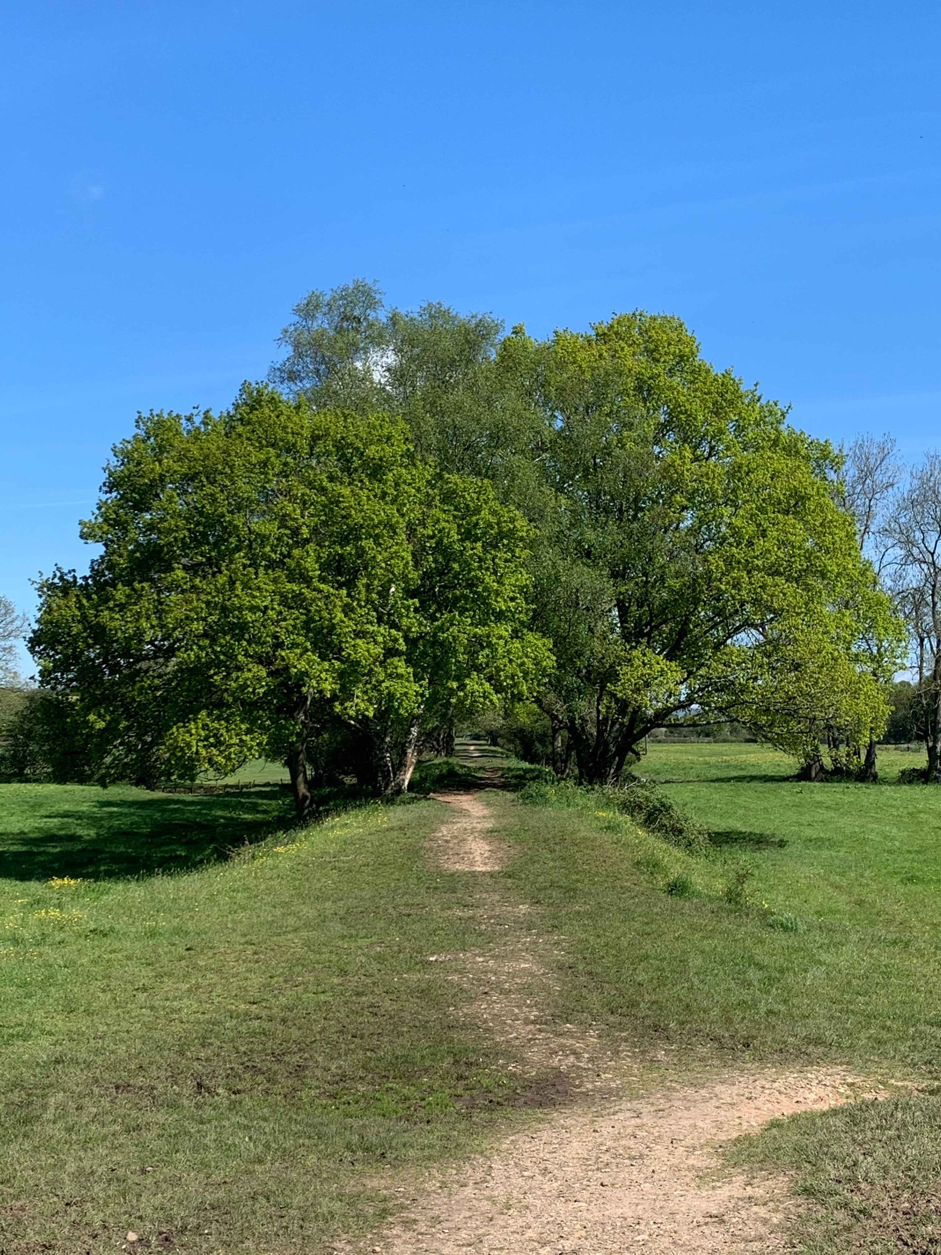 Bowhayes Farm - Glamping & Camping