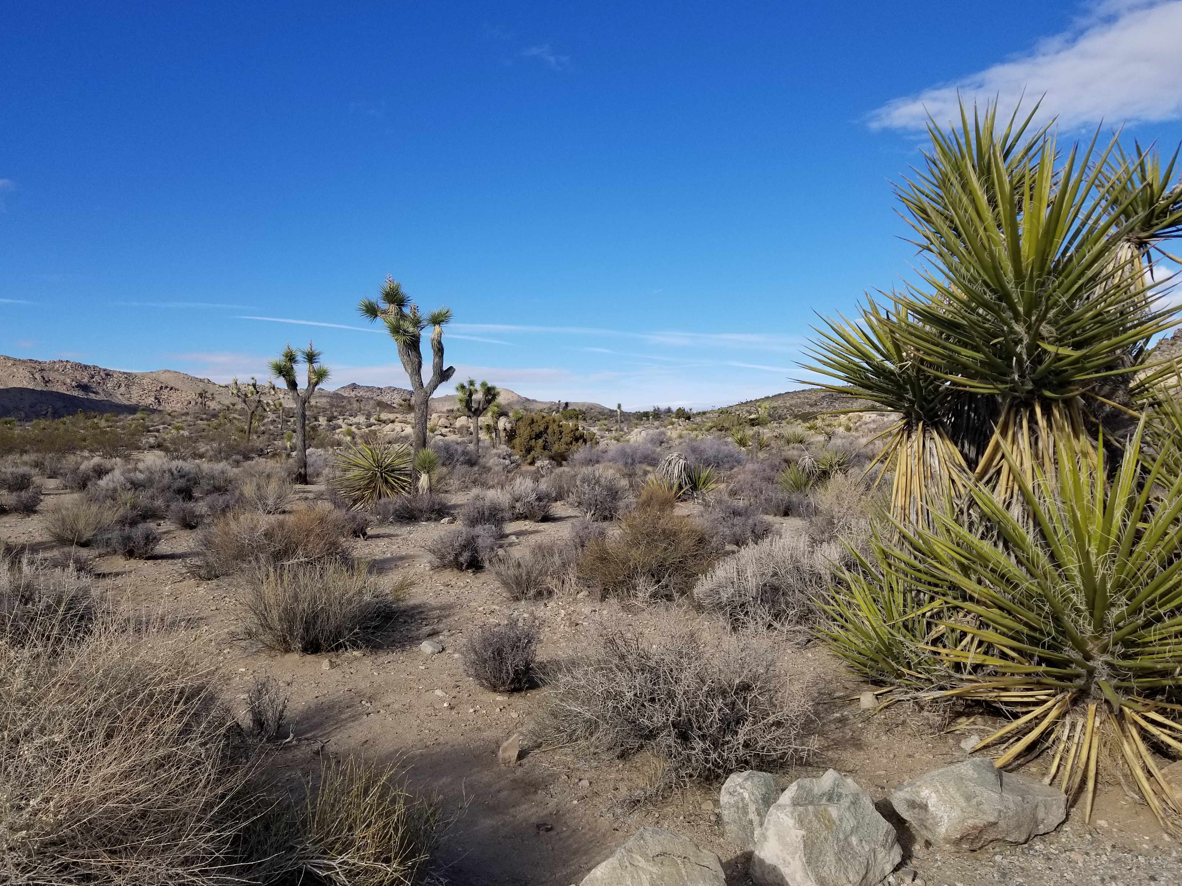 Roadrunner retreat
