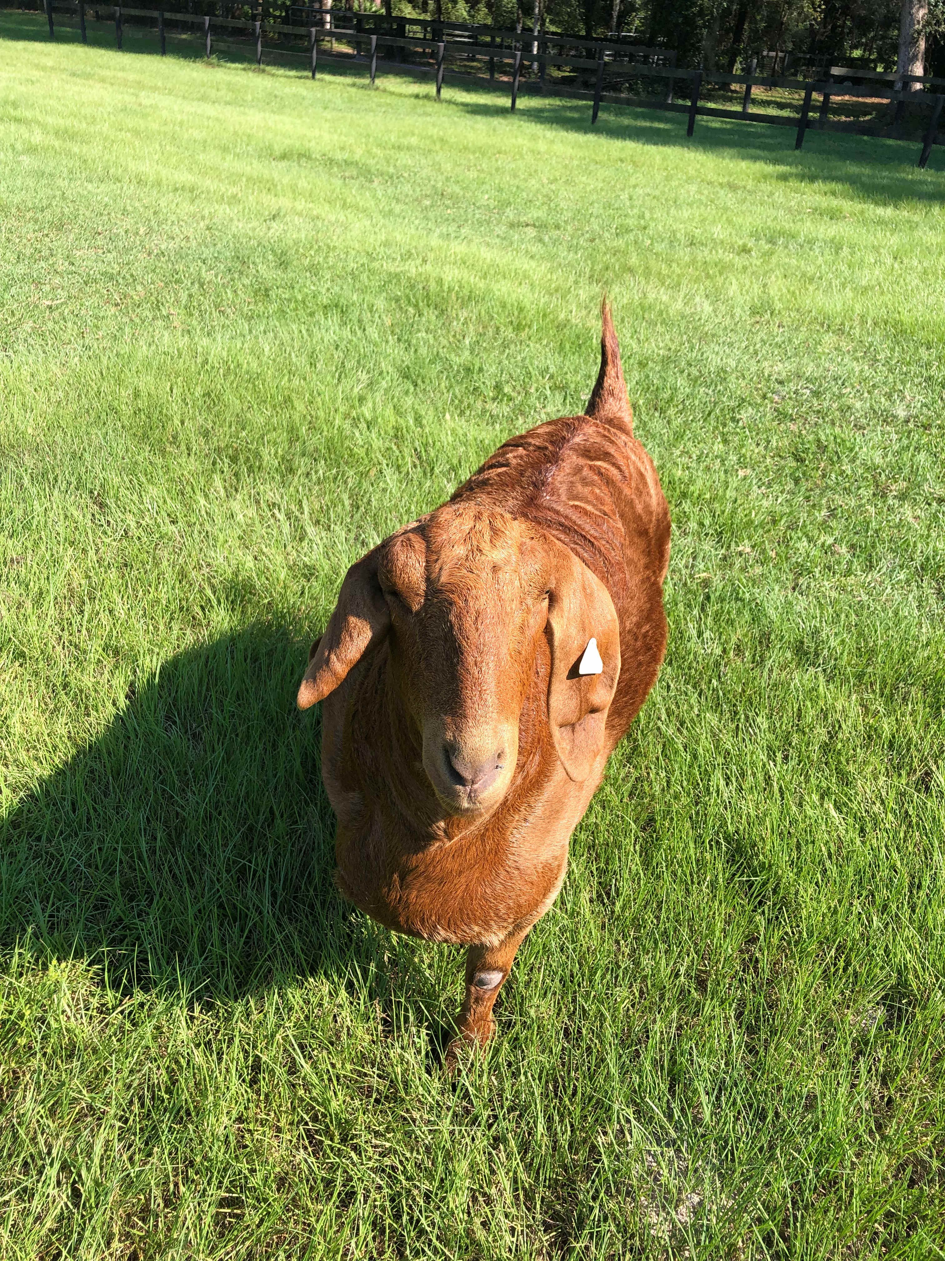 Pegasus Landing Farm