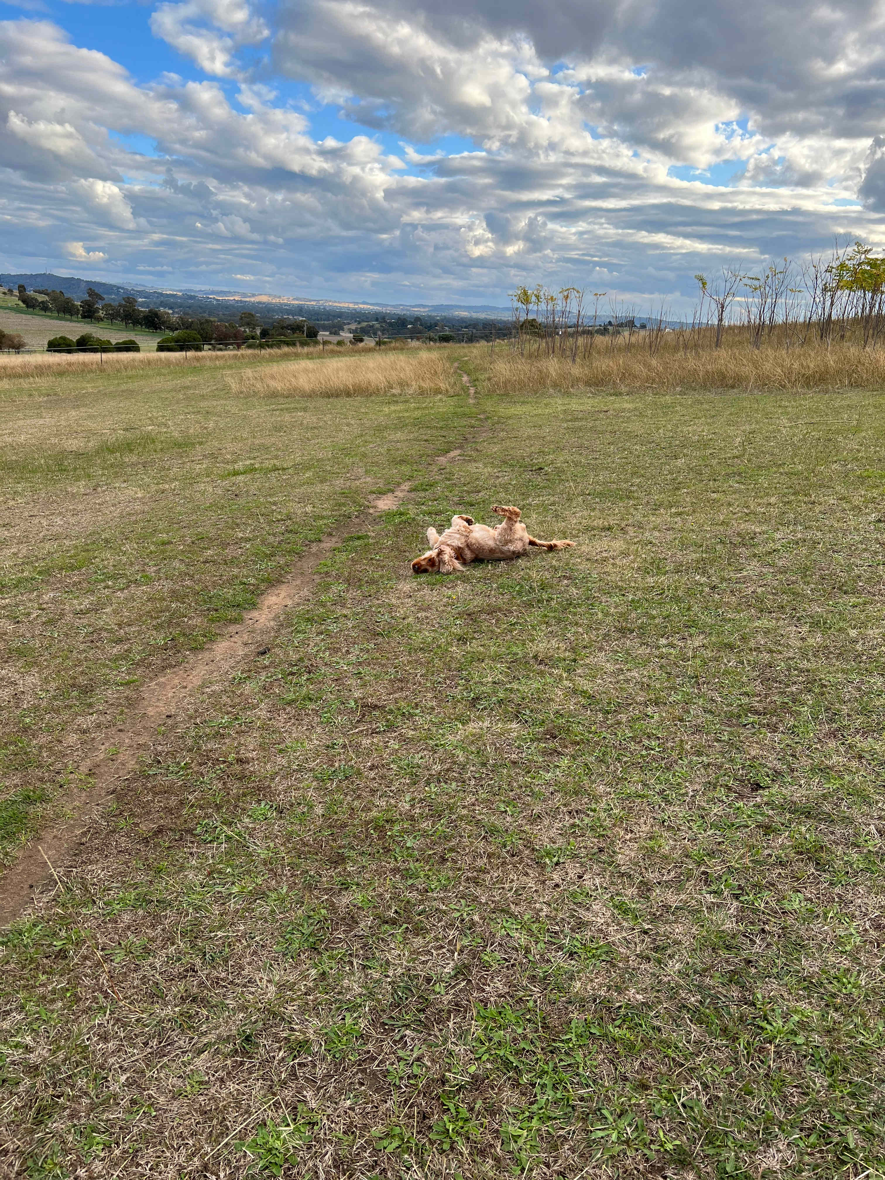 Dogs welcome