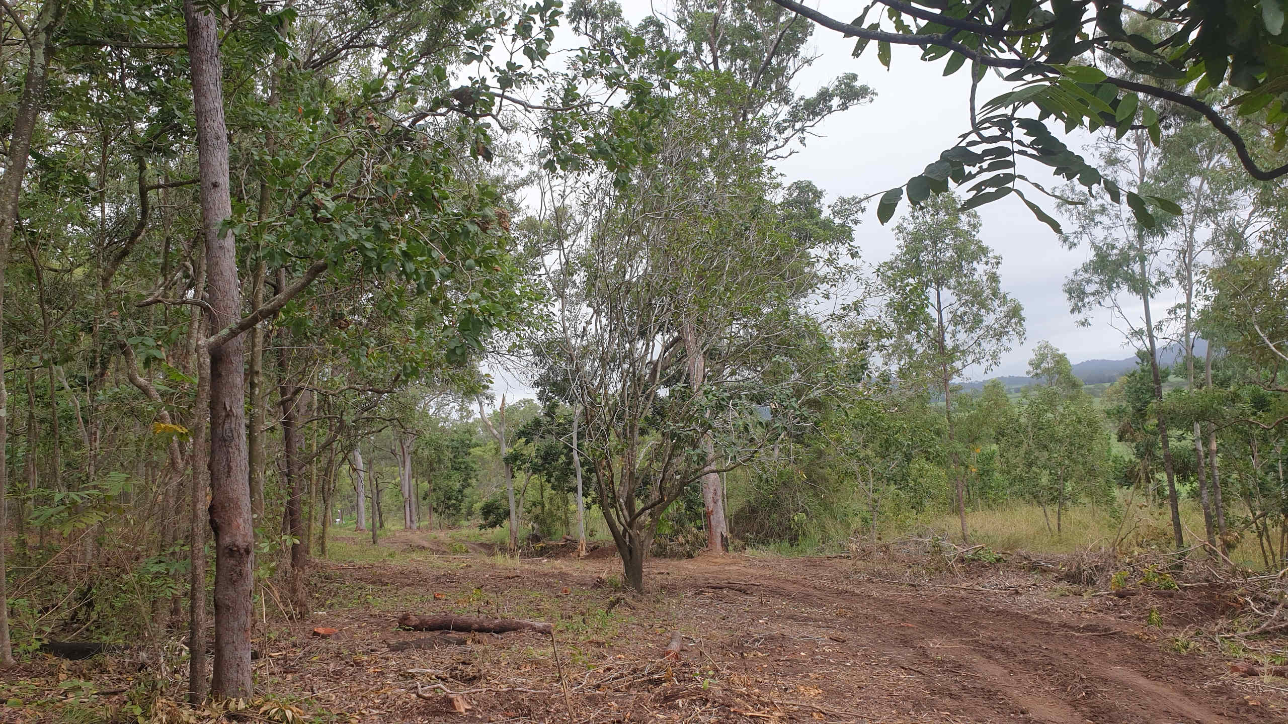 Pioneer Valley Natural Forest