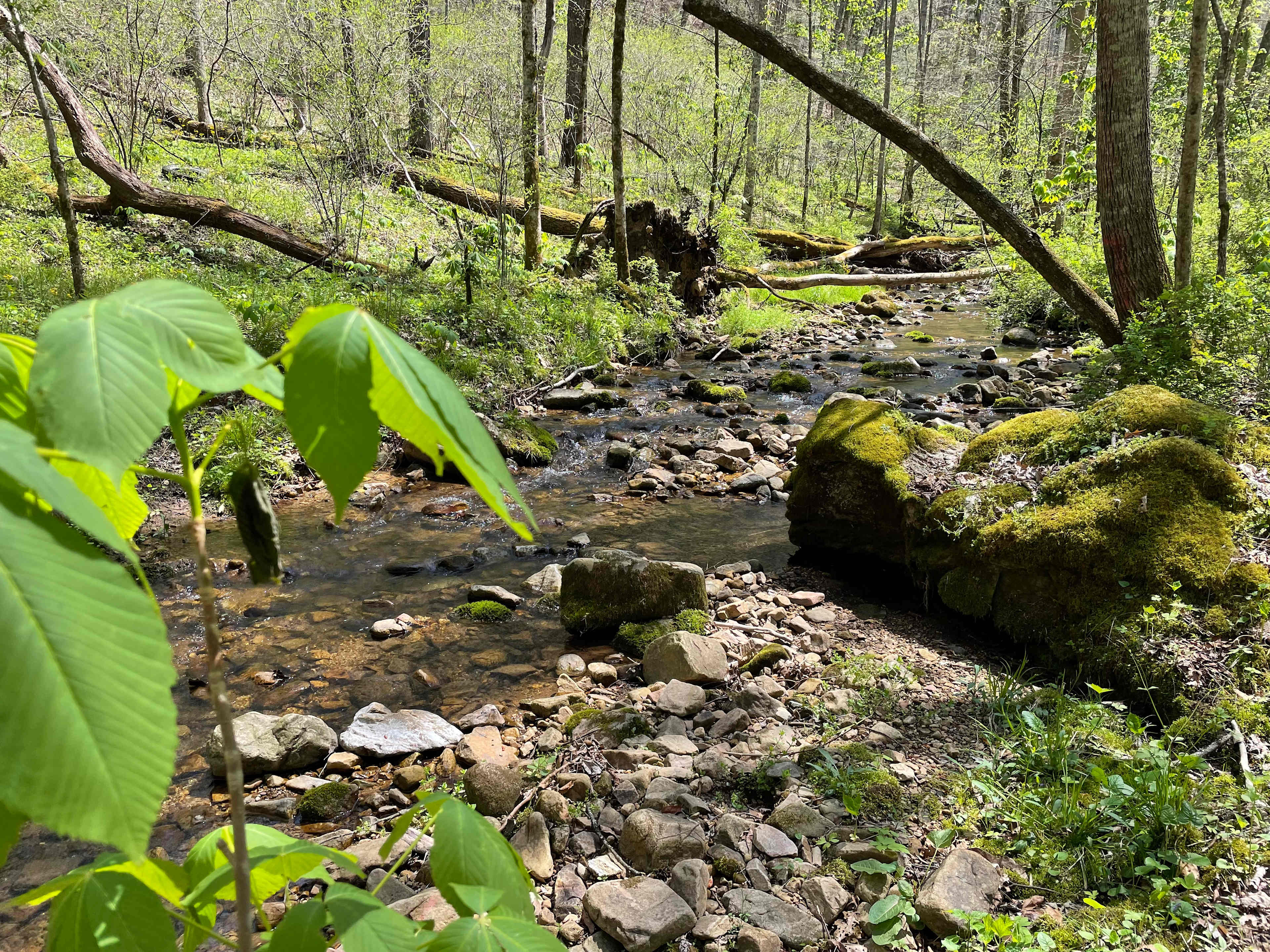 Secluded Farm Camp near Damascus VA