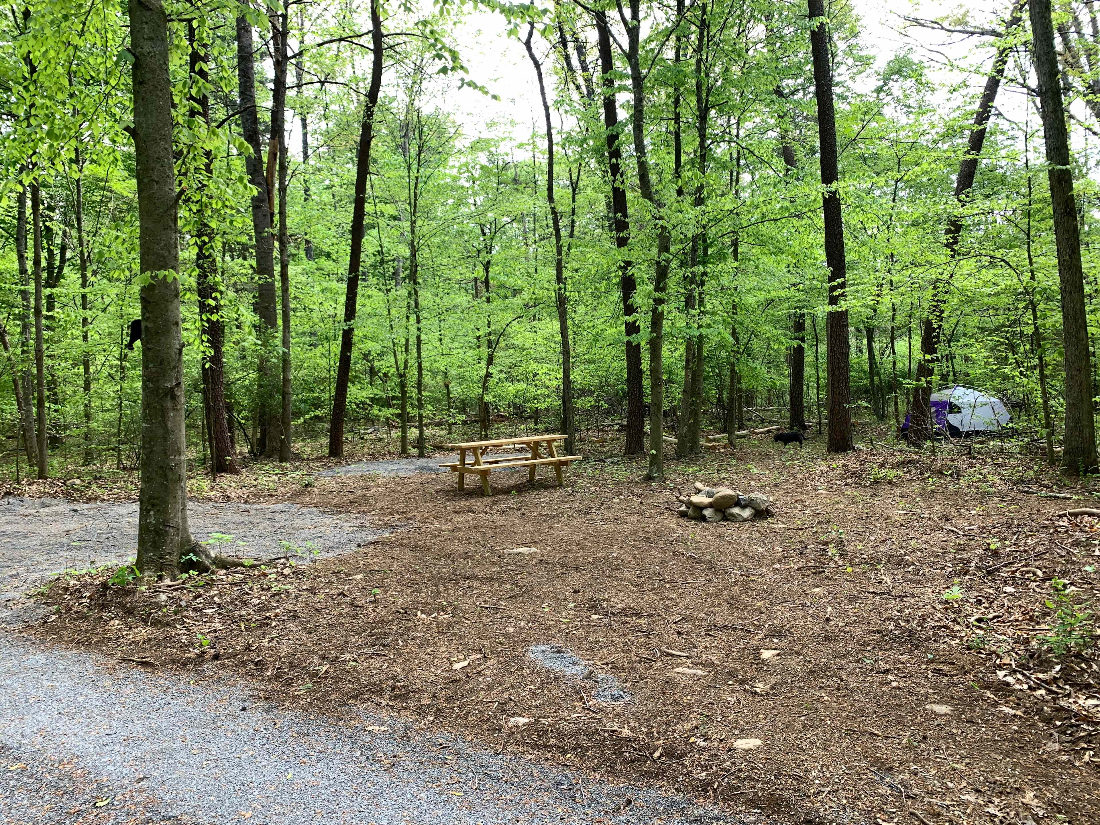 Picture of the site