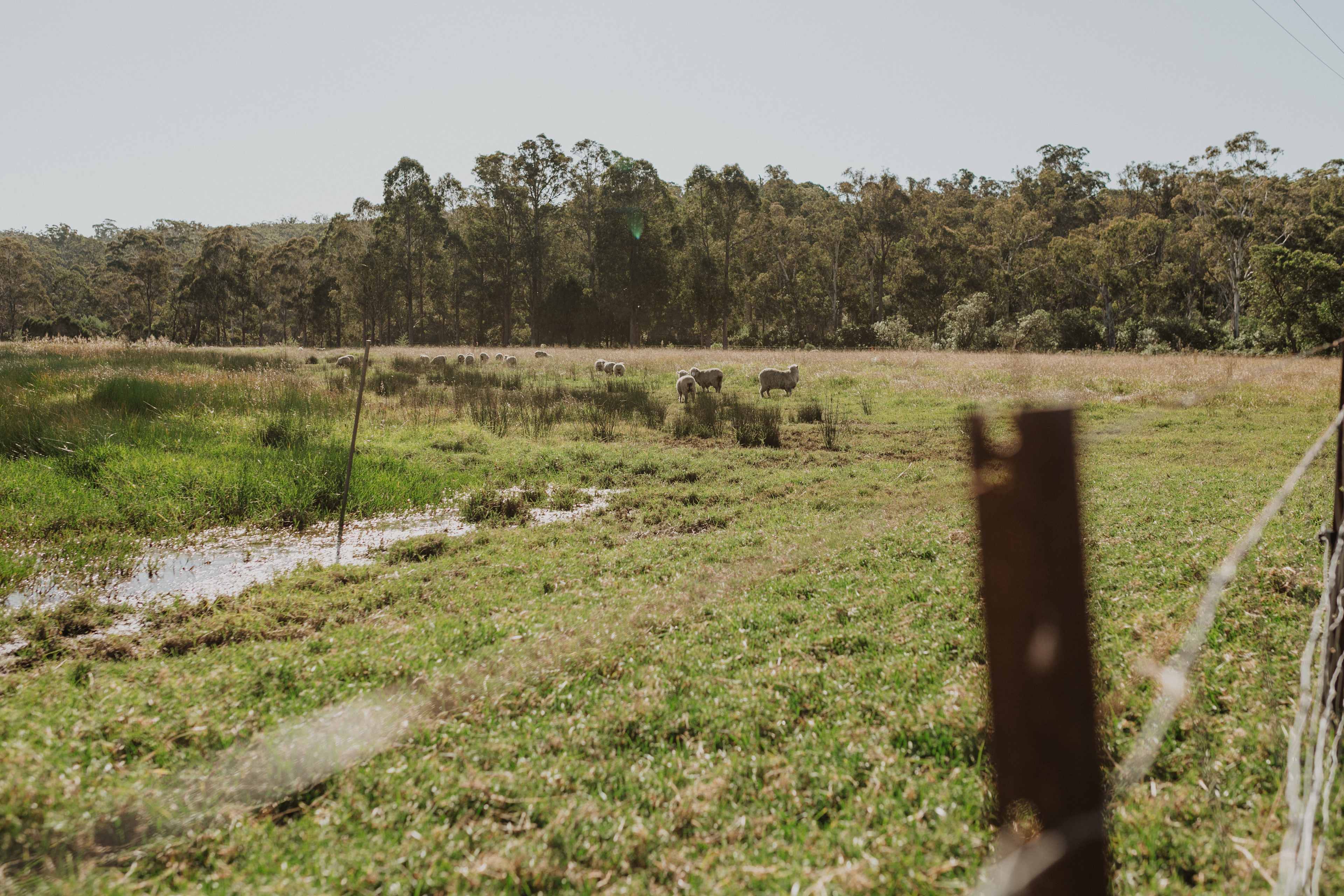 The sheep from the property.