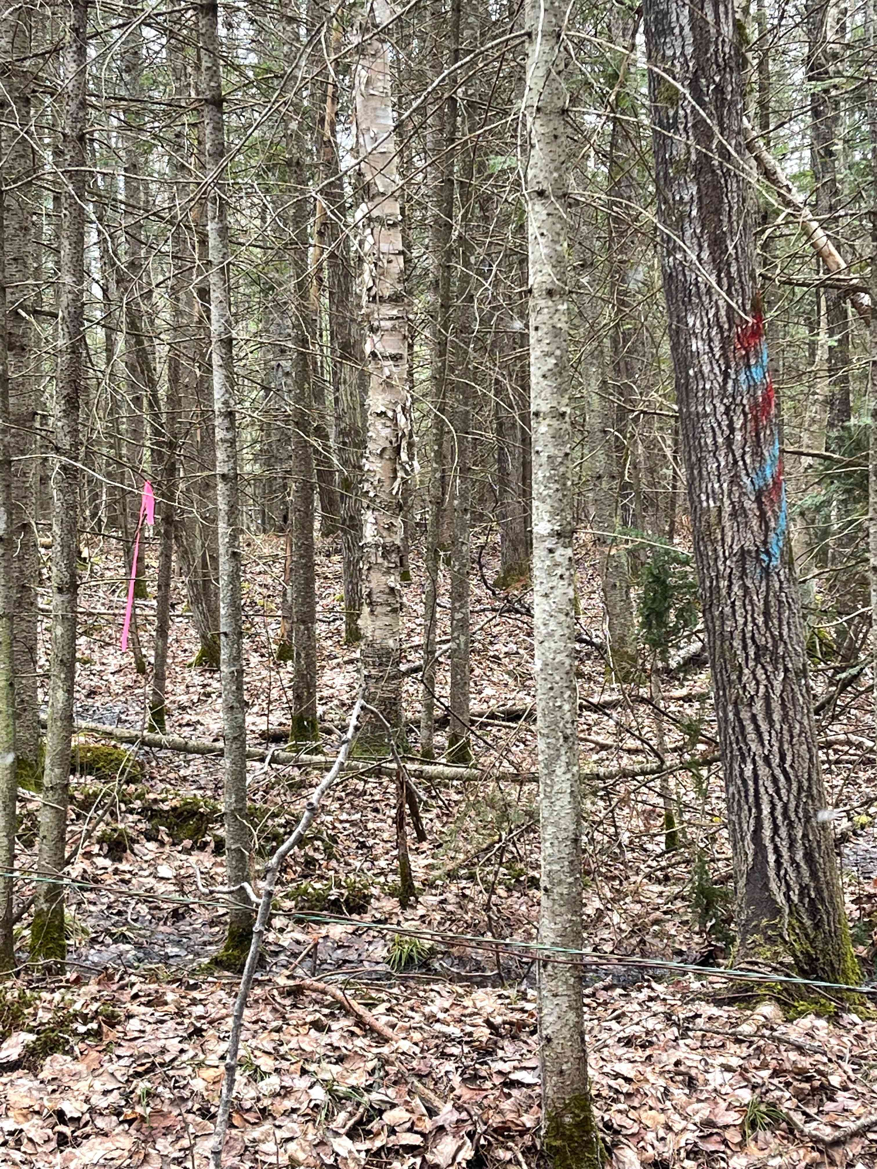 In The Woods With No One Around.
