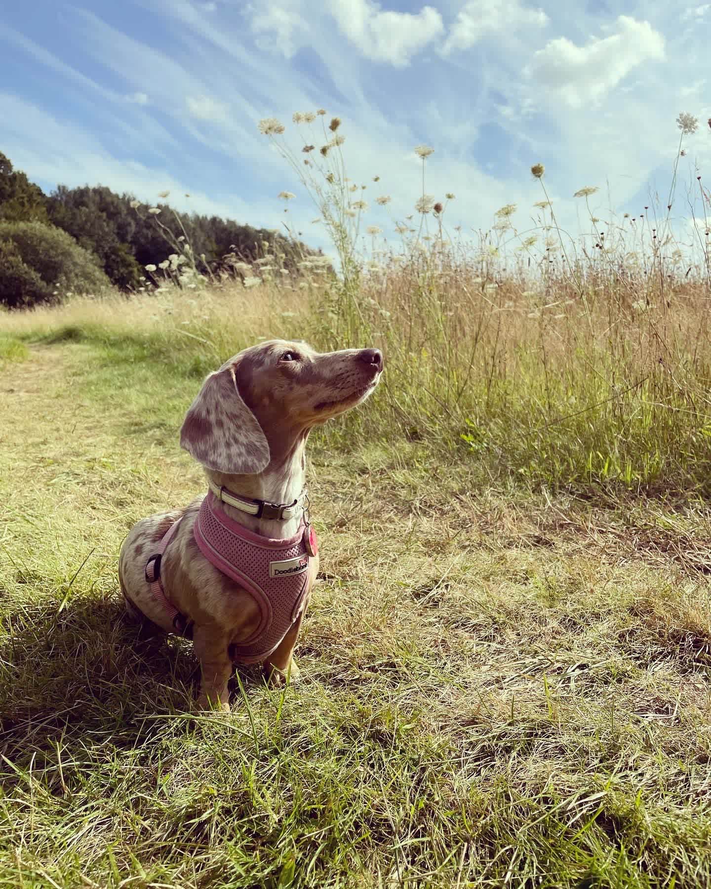 Stone Pit Meadows