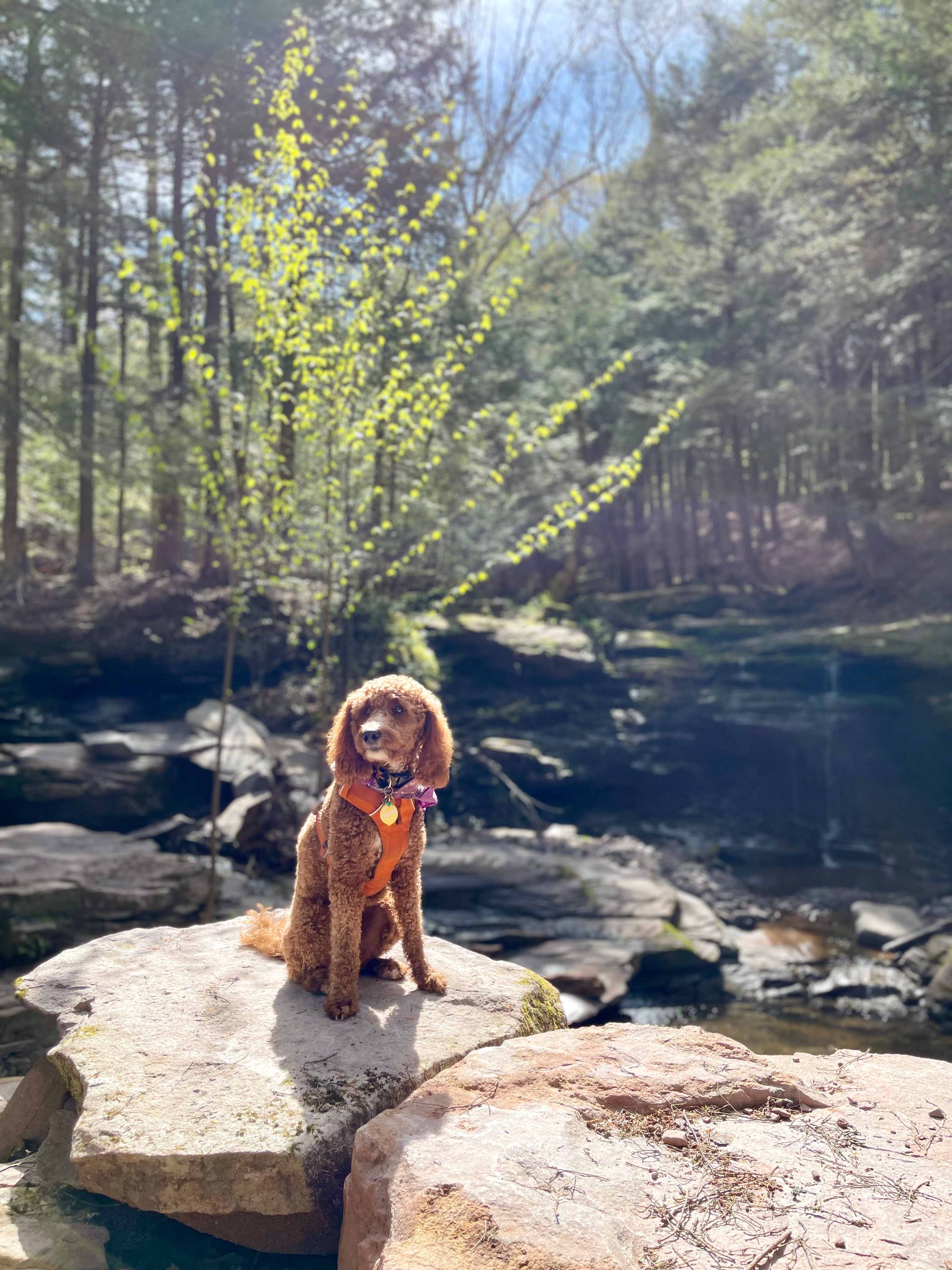 Timberland Falls