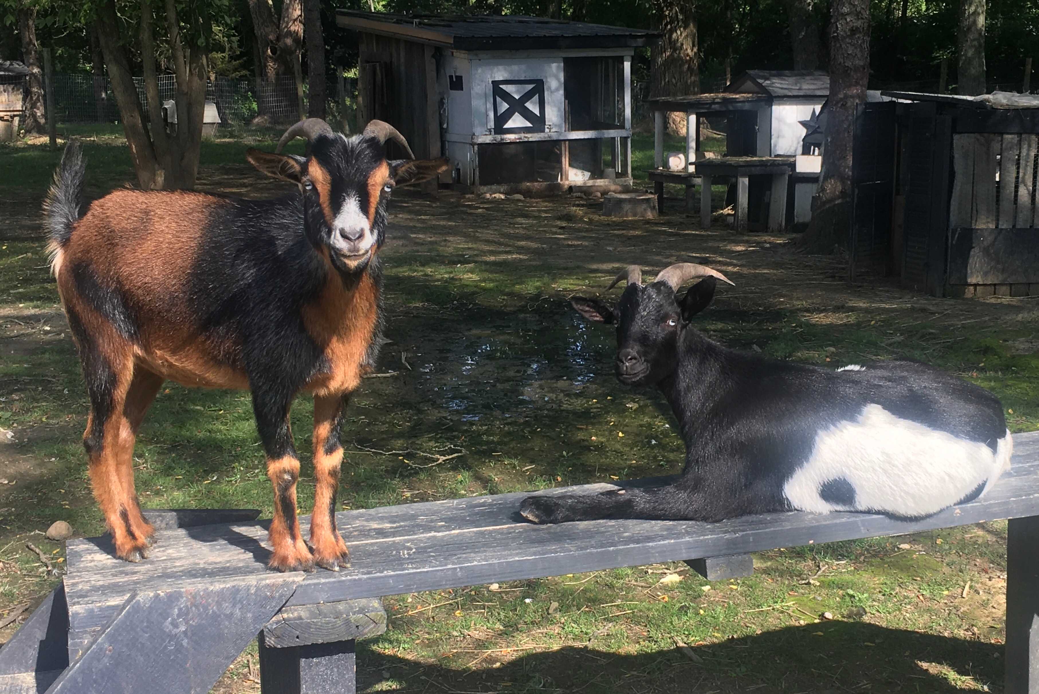 Goat Farm Hide-Away CVNP