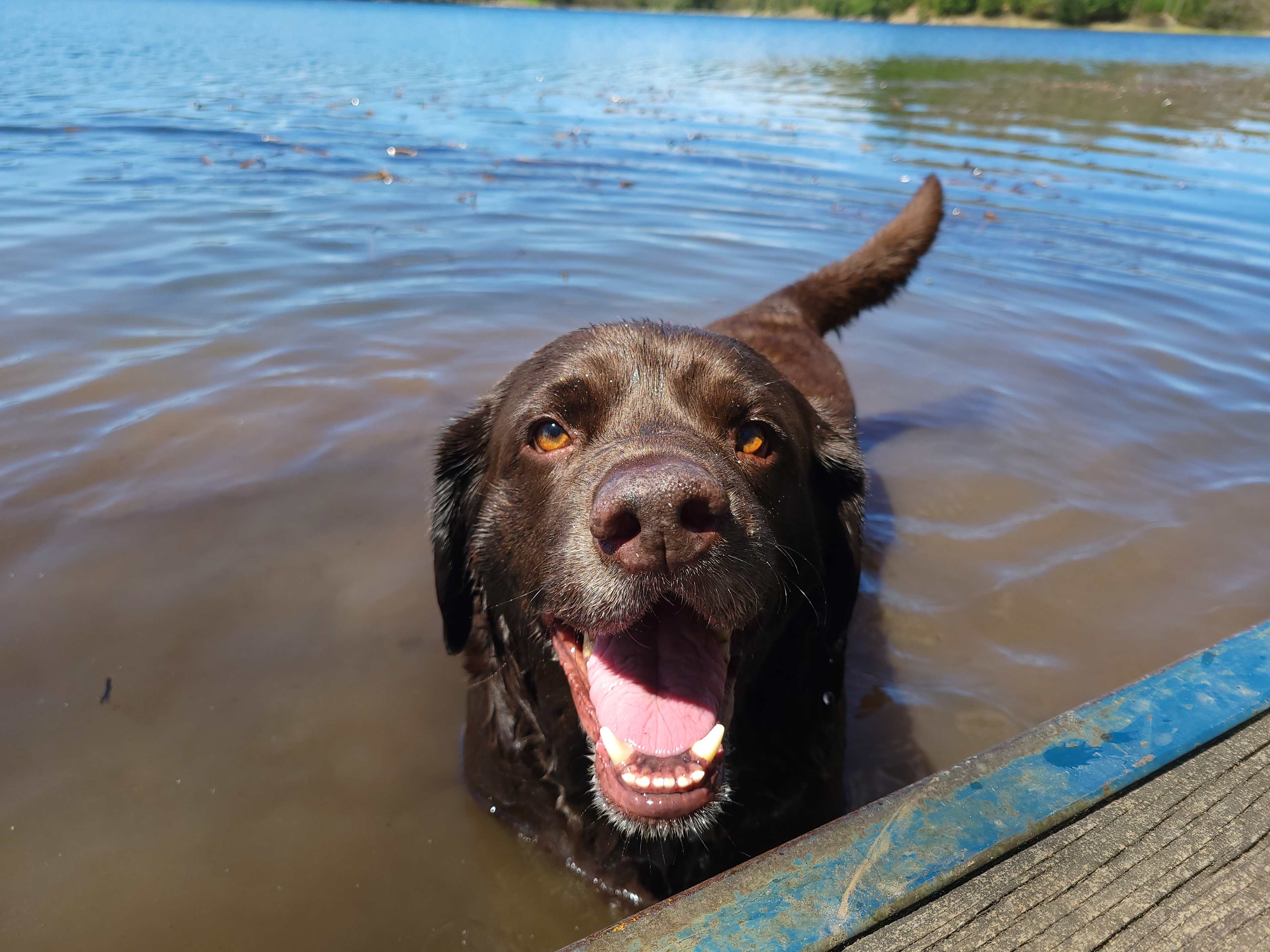Happy chocolate lab, Duck. 