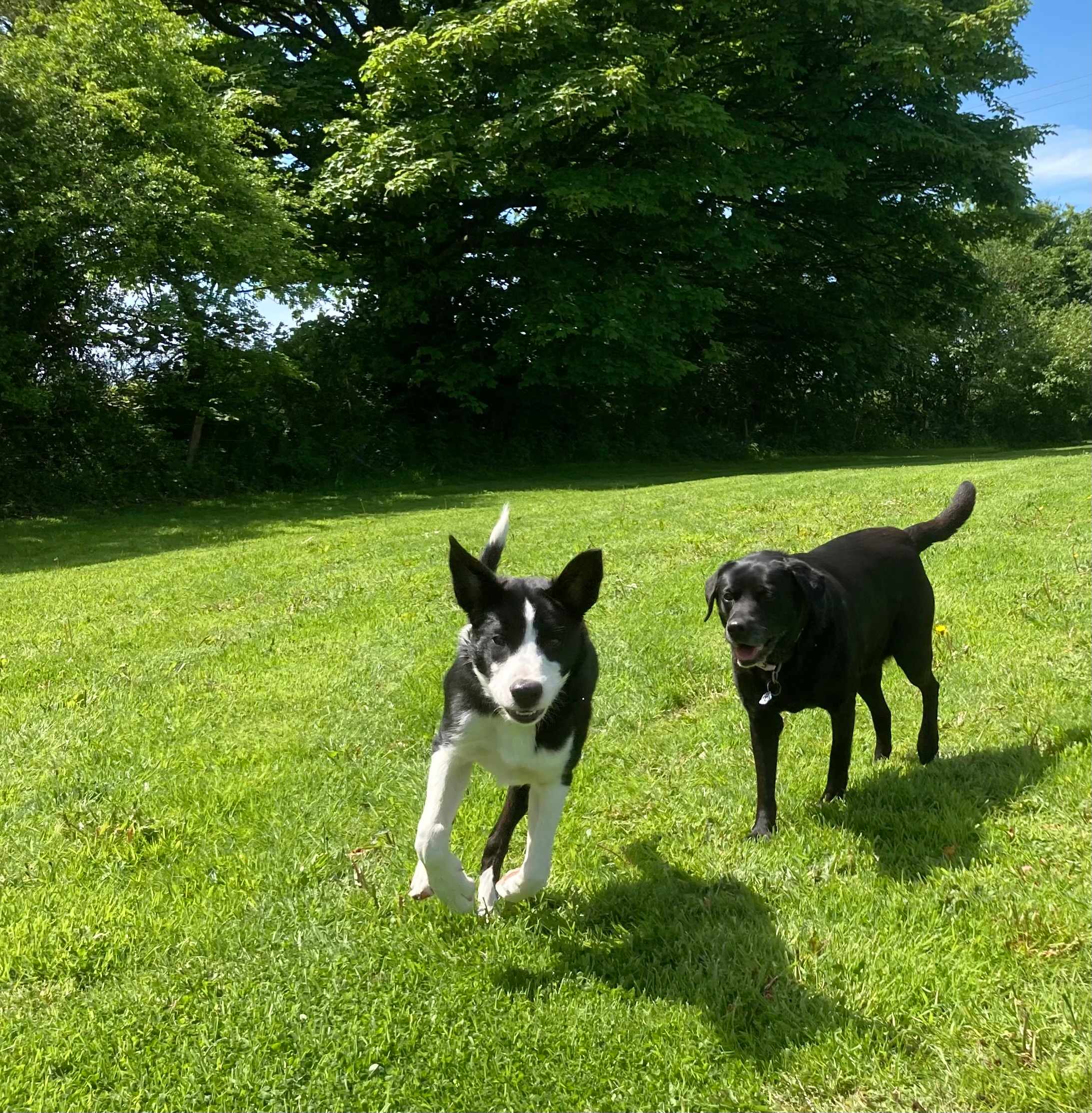 Brace, Brace, incoming puppie!