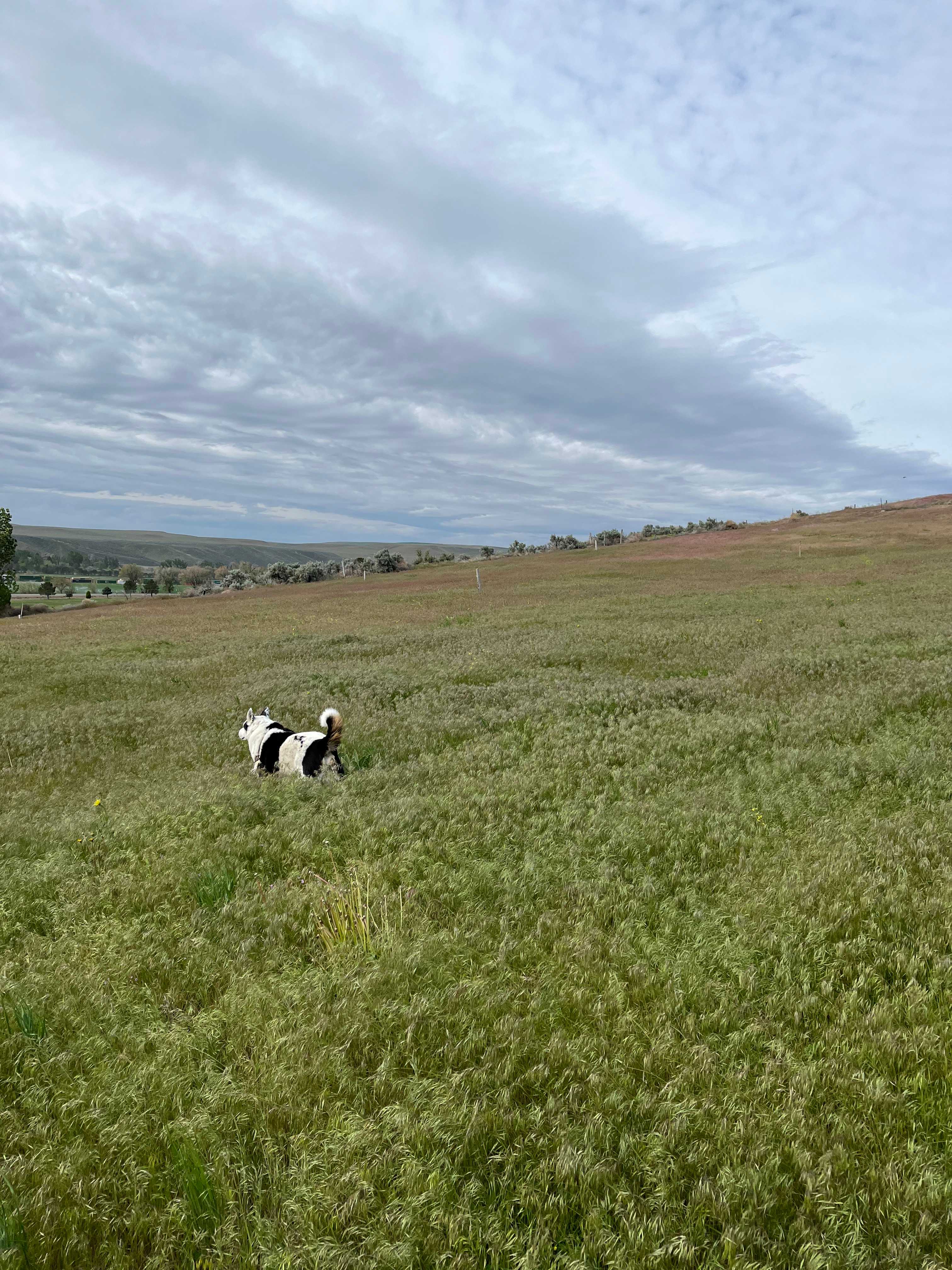 Doggie freedom!