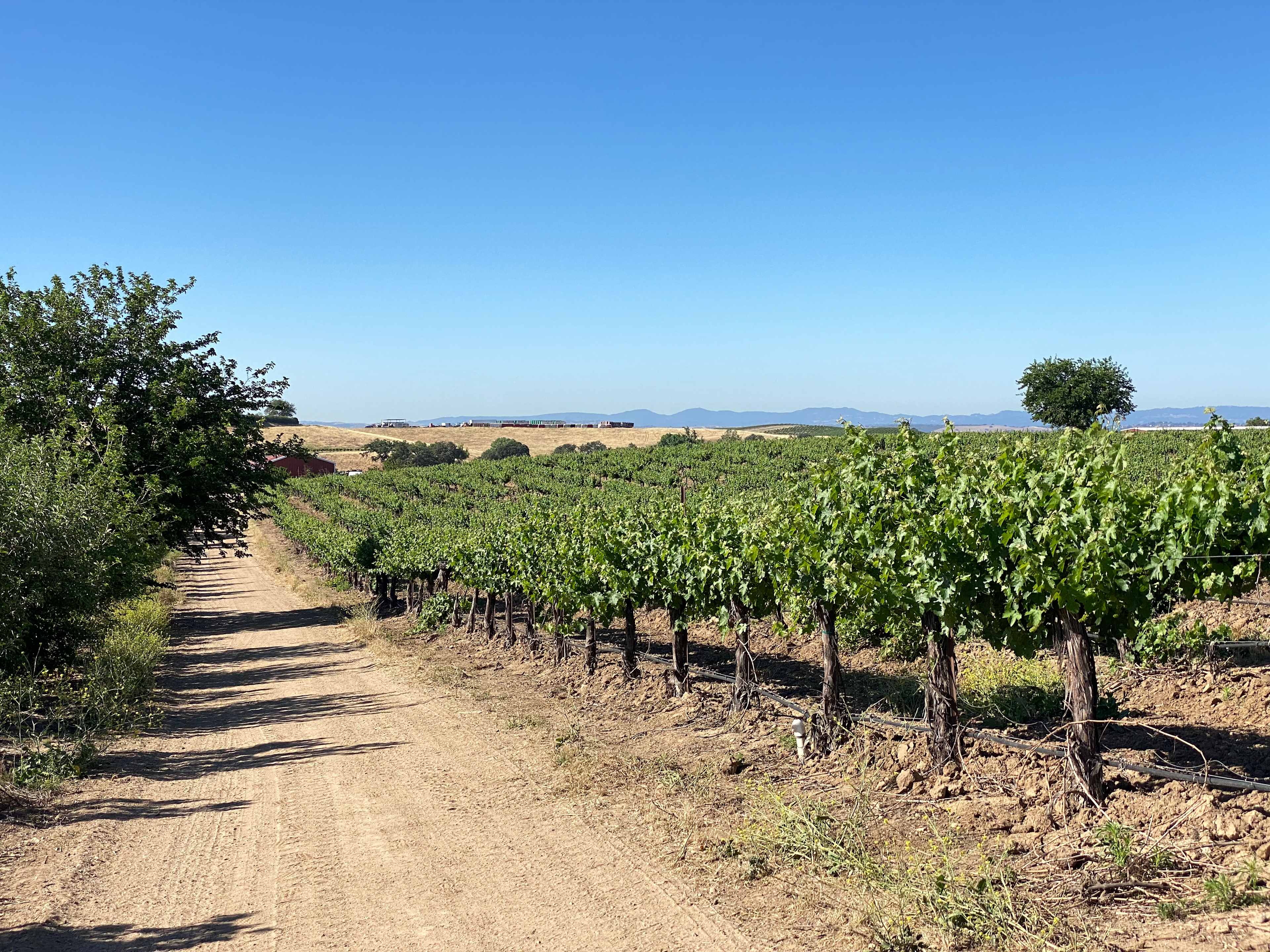 Campsite in the Vineyard