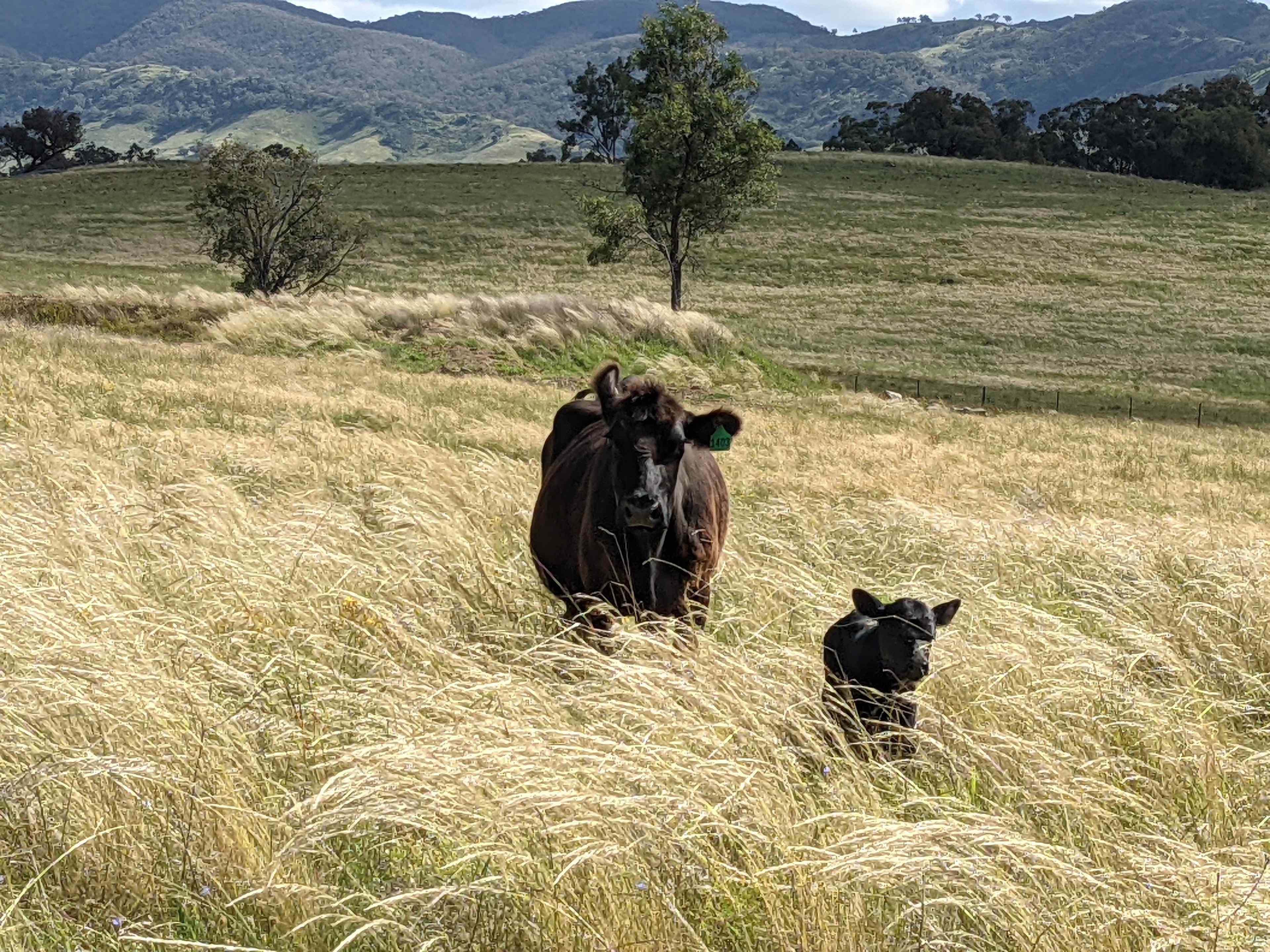 Your neighbours