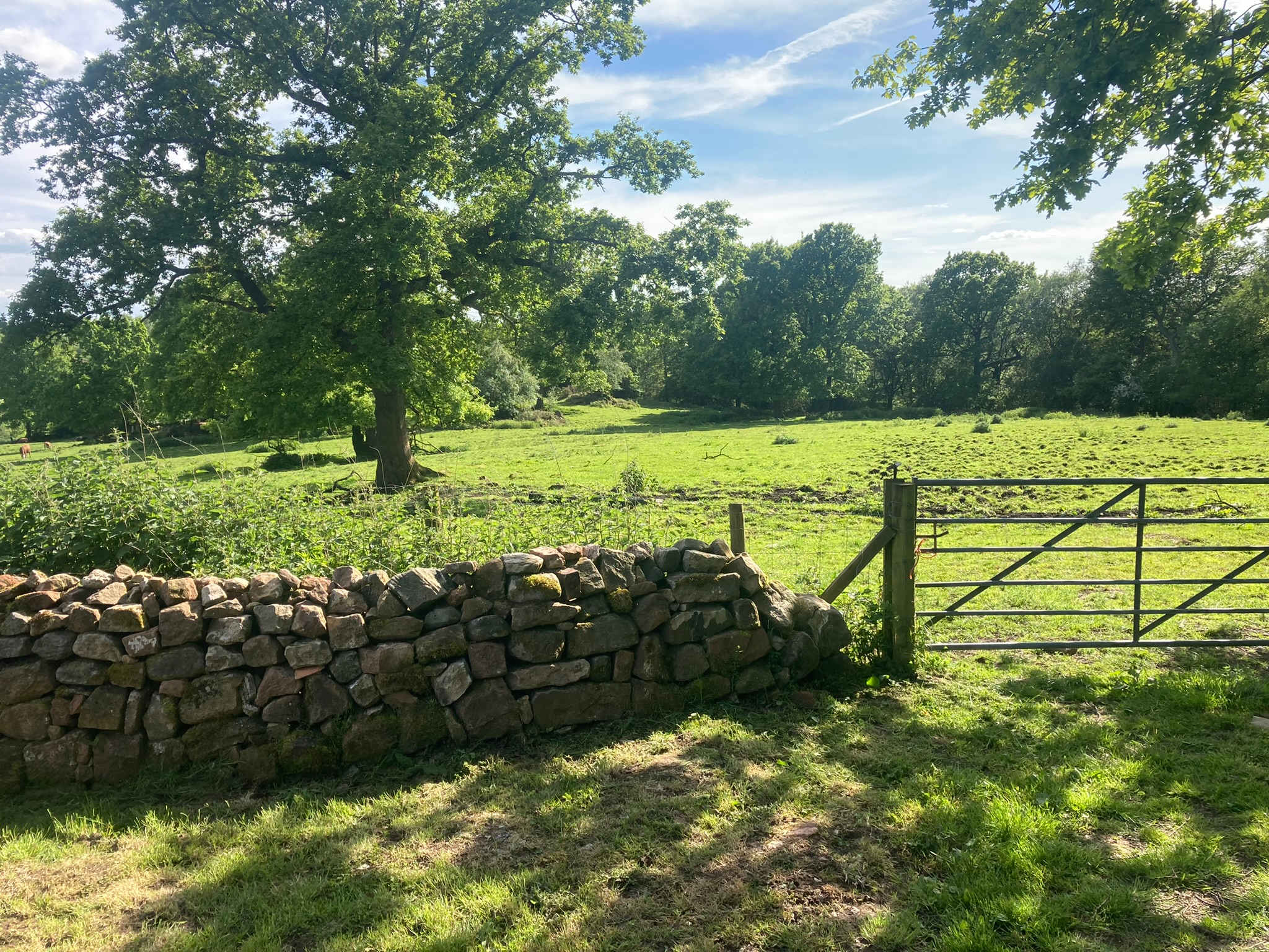 Lazy Cow view