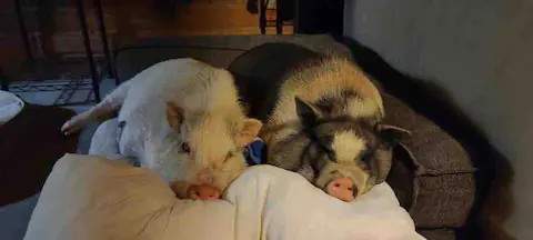 Ranchito ambassadors,  Mr Jonah (L) and Sir Benjamin (R)