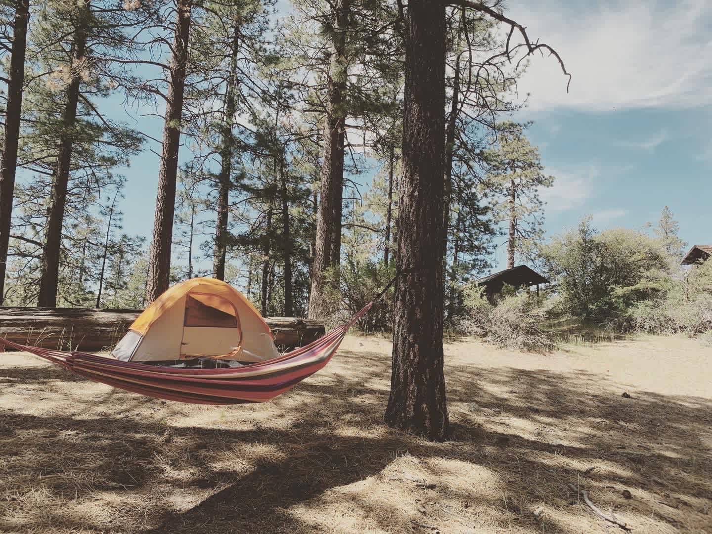 Skoolie in a secluded meadow