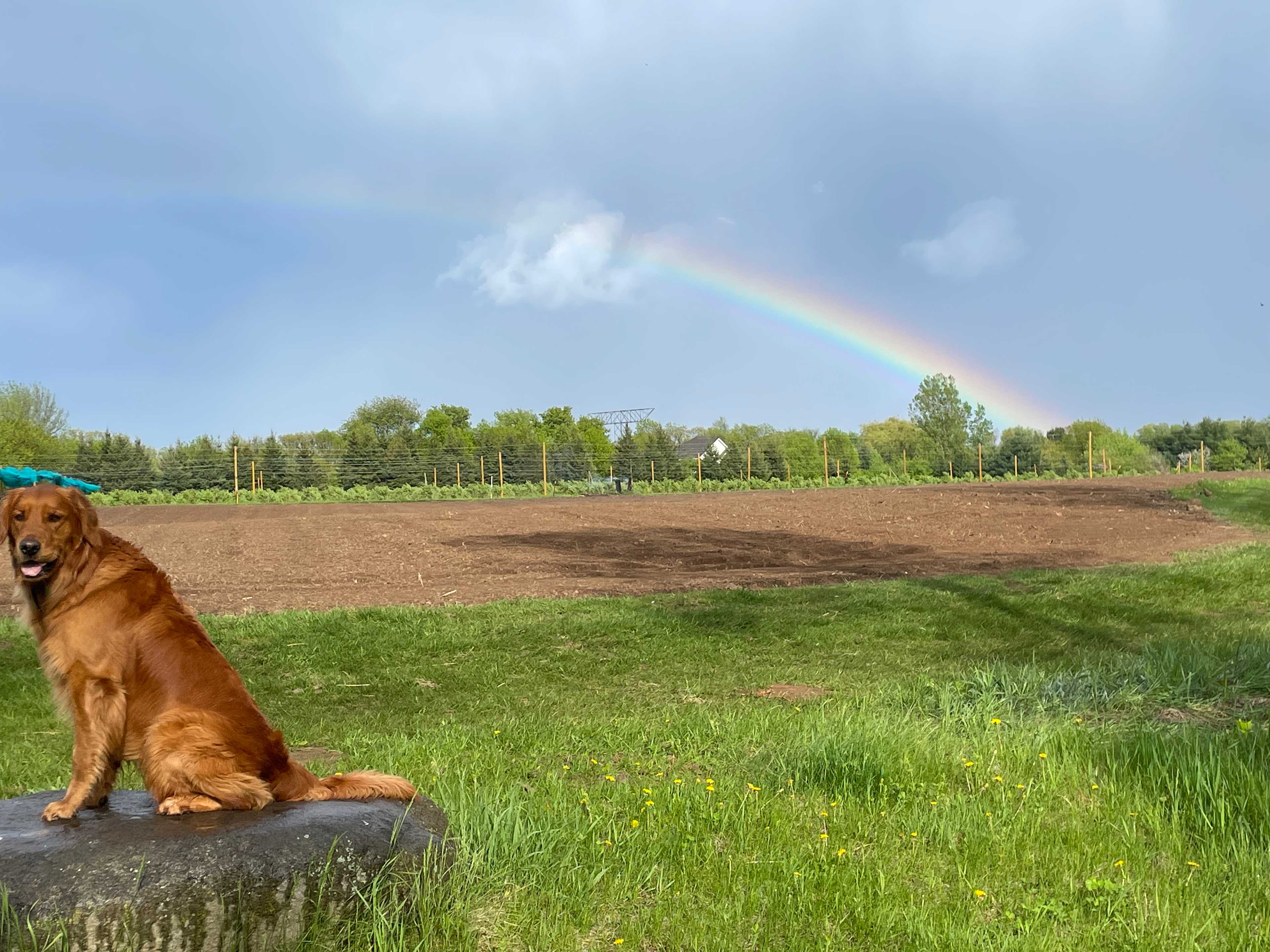 Hank-Haskap Helper guards the fields from the birds.  Rainbow looking east to Hudson WI