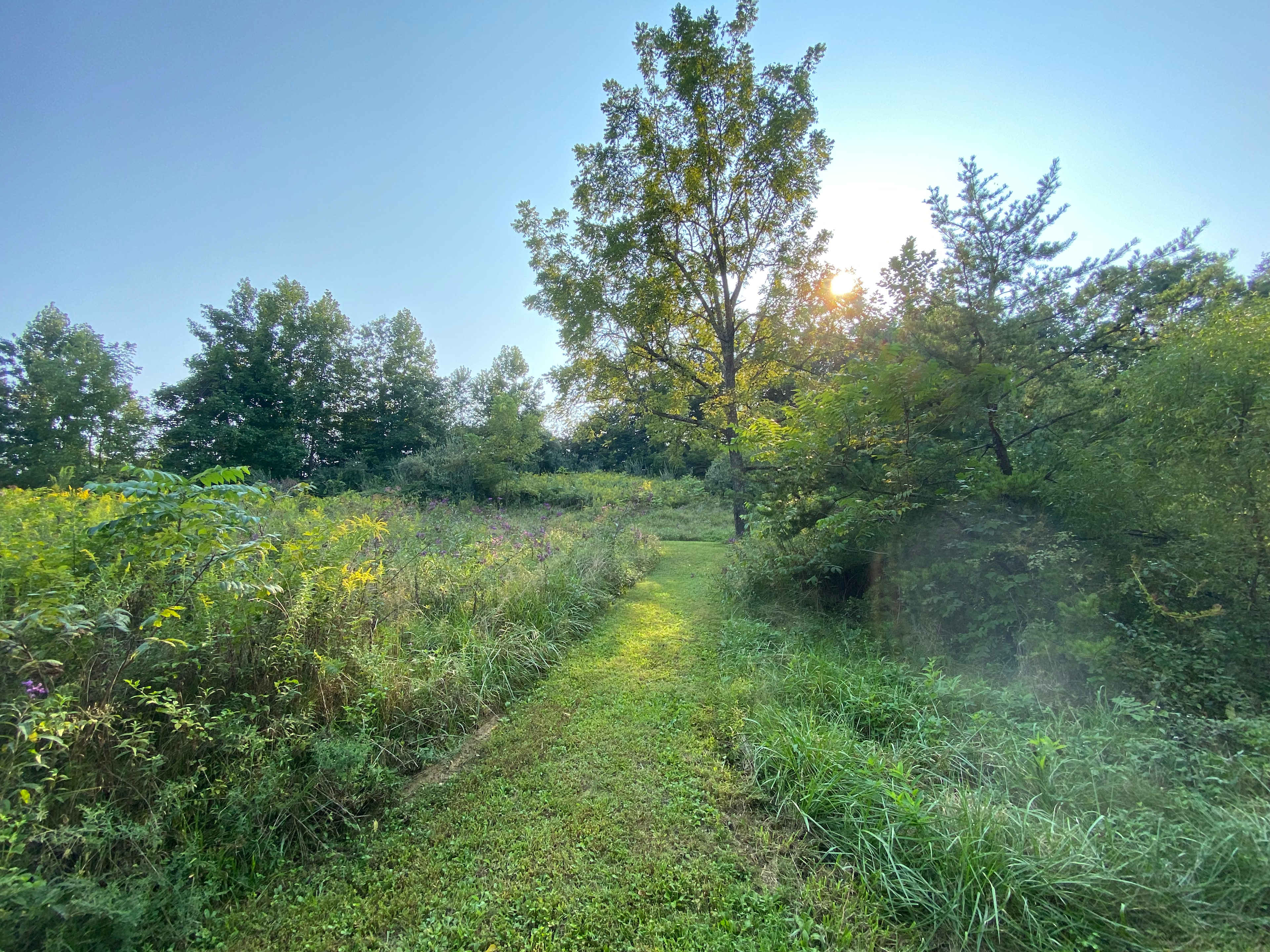 Picture of the site