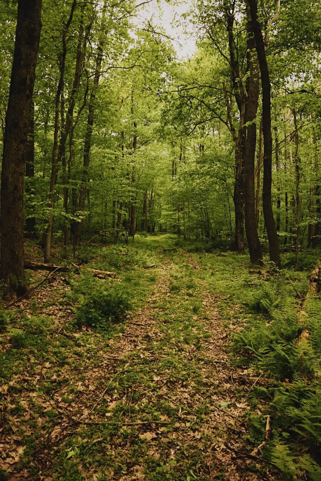 Hiking trail