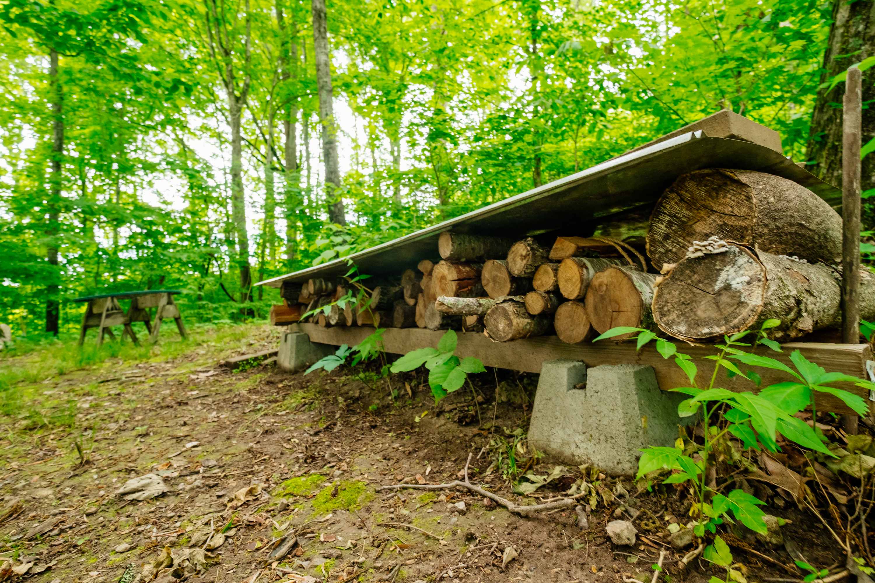 Firewood
