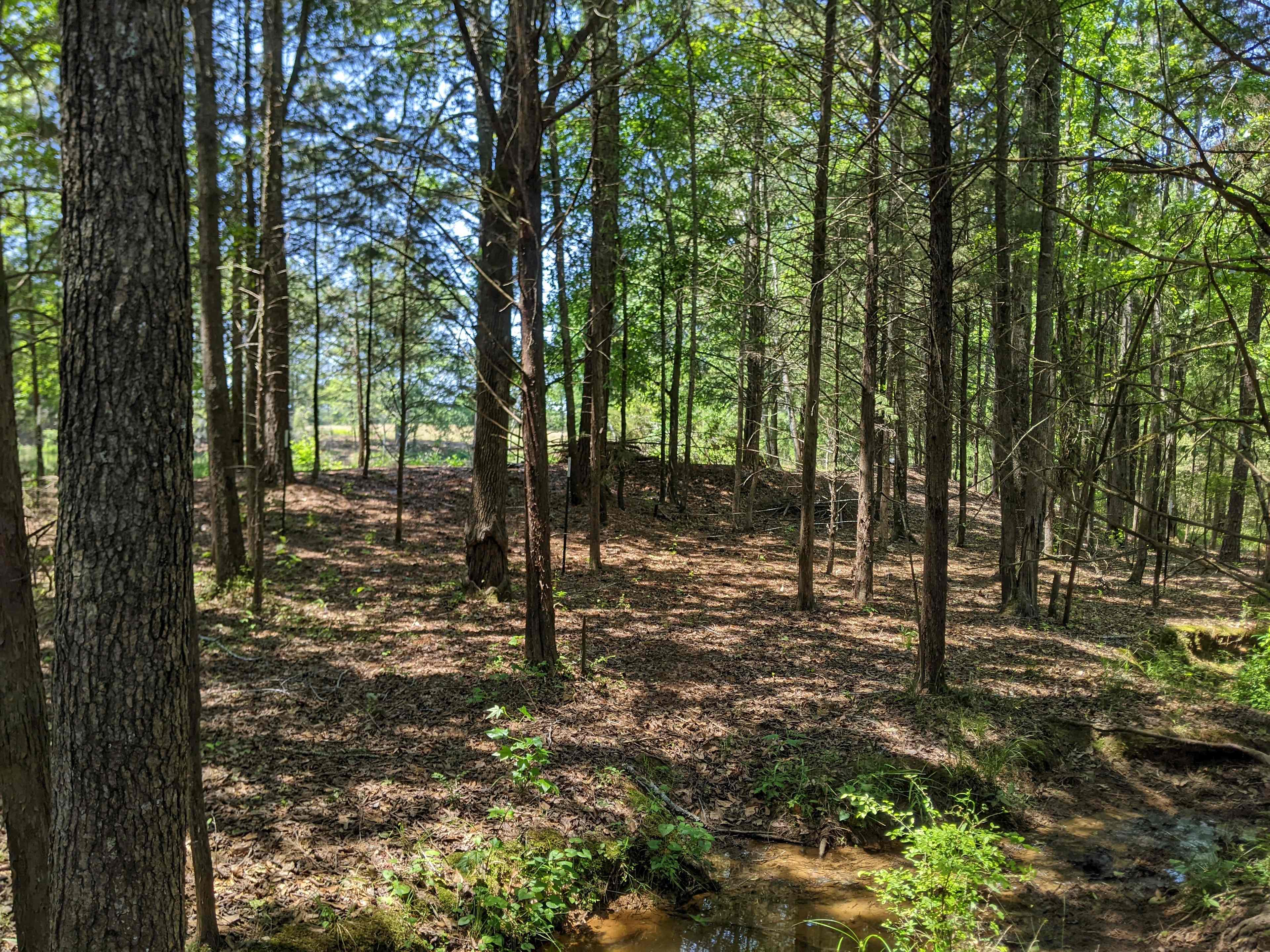 Campsite - though if you find a better spot nearby, feel free!
