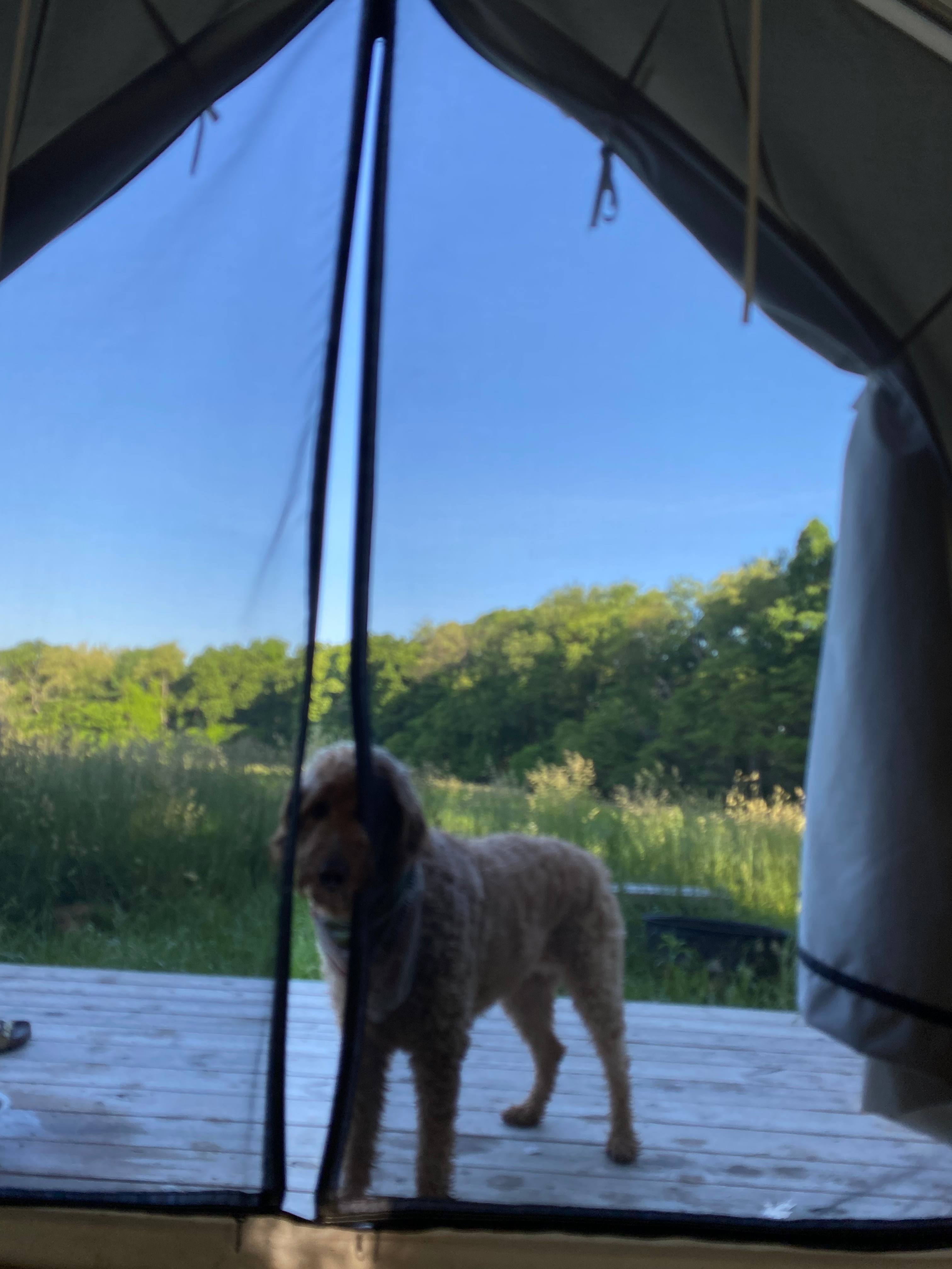 Our dog had a great time at the site!