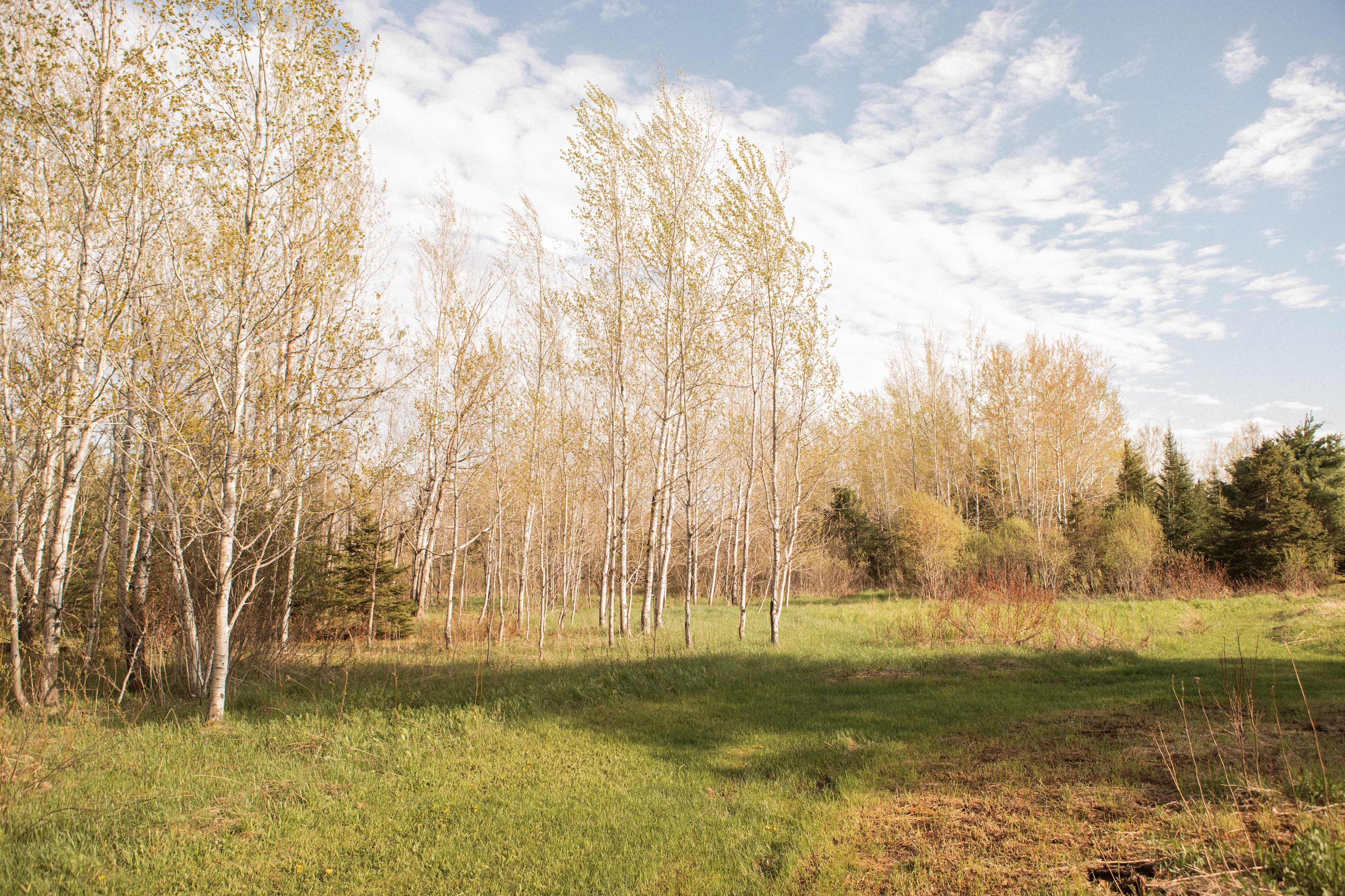 David's land has some beautiful trails to check out! I enjoyed a nice walk.
