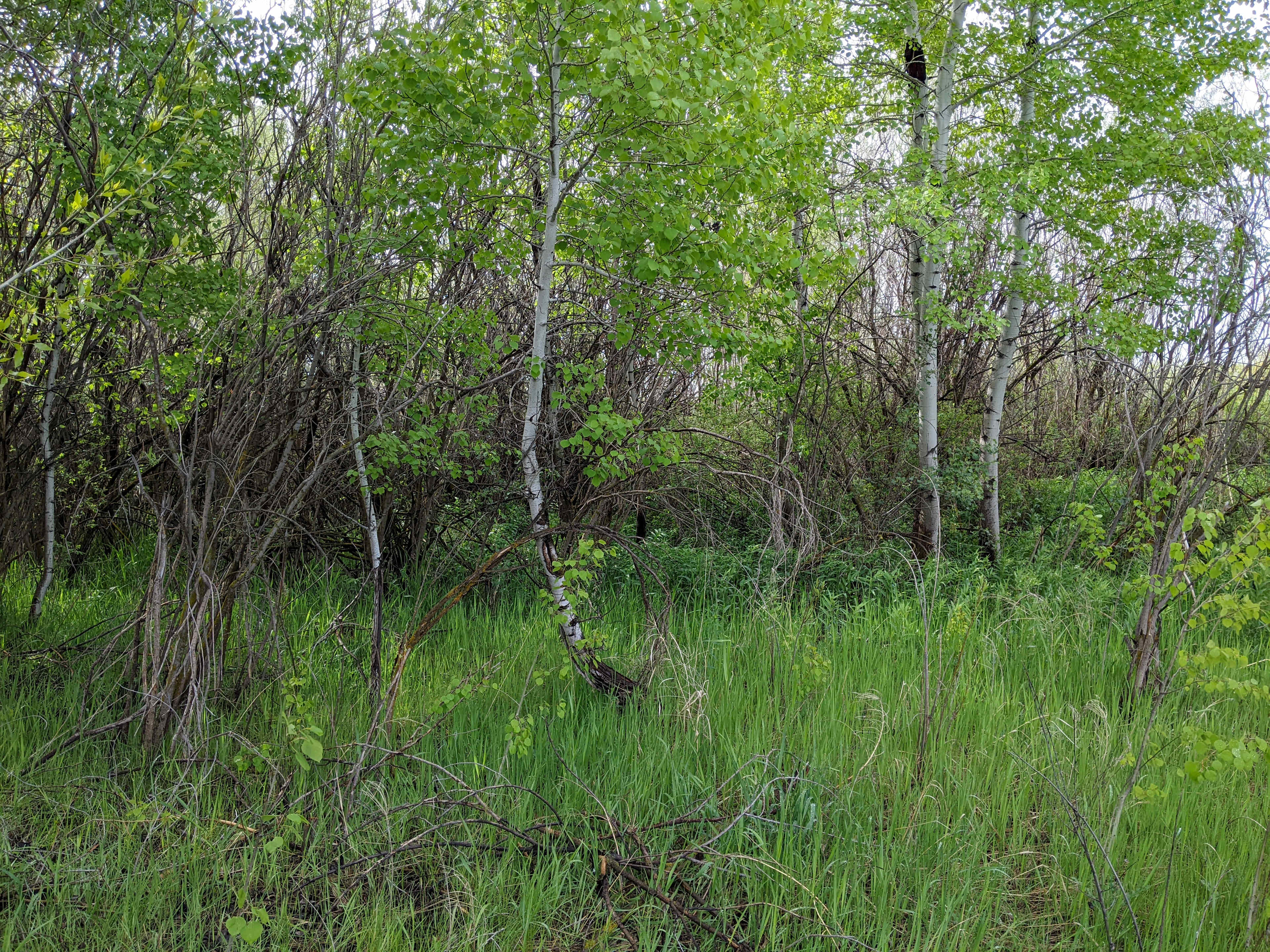 The Forest Area
