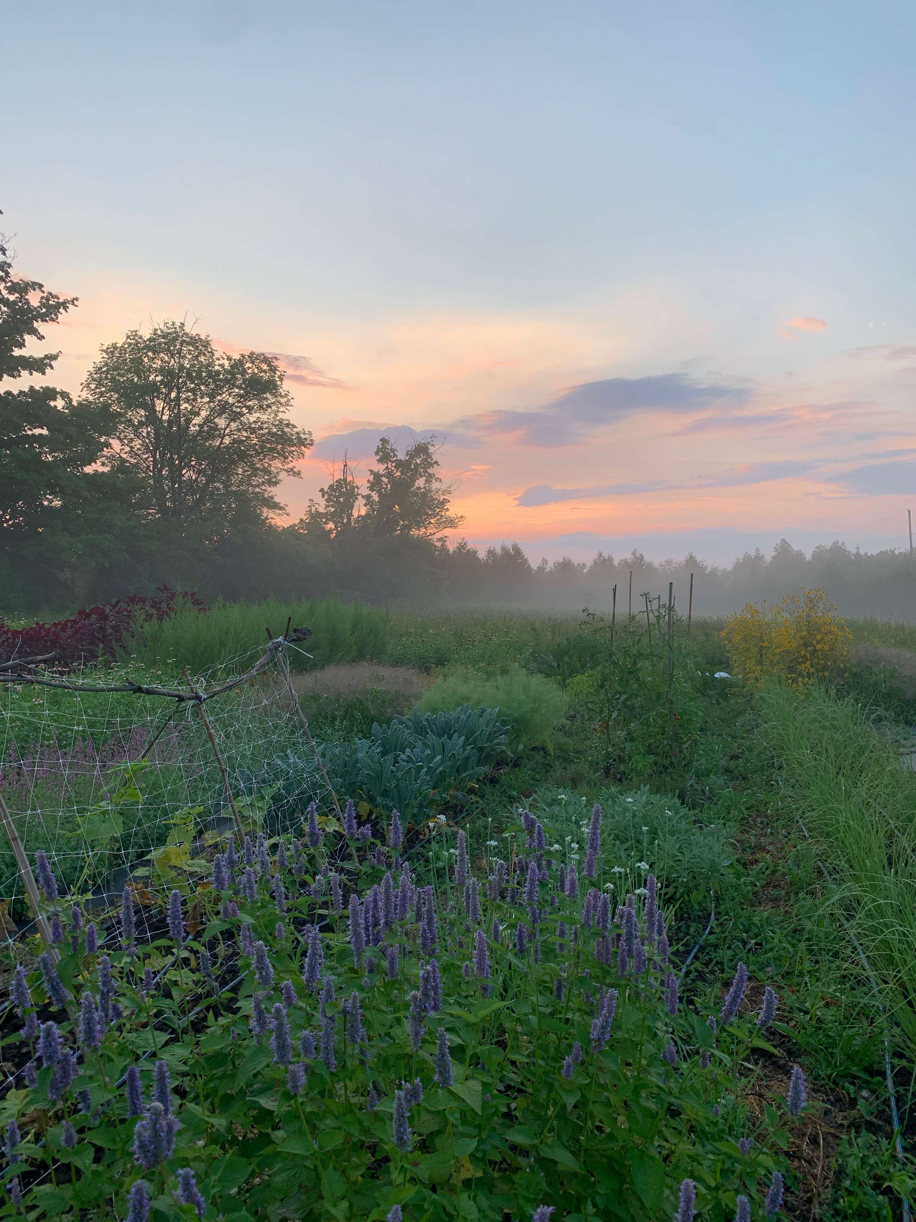 The flower field