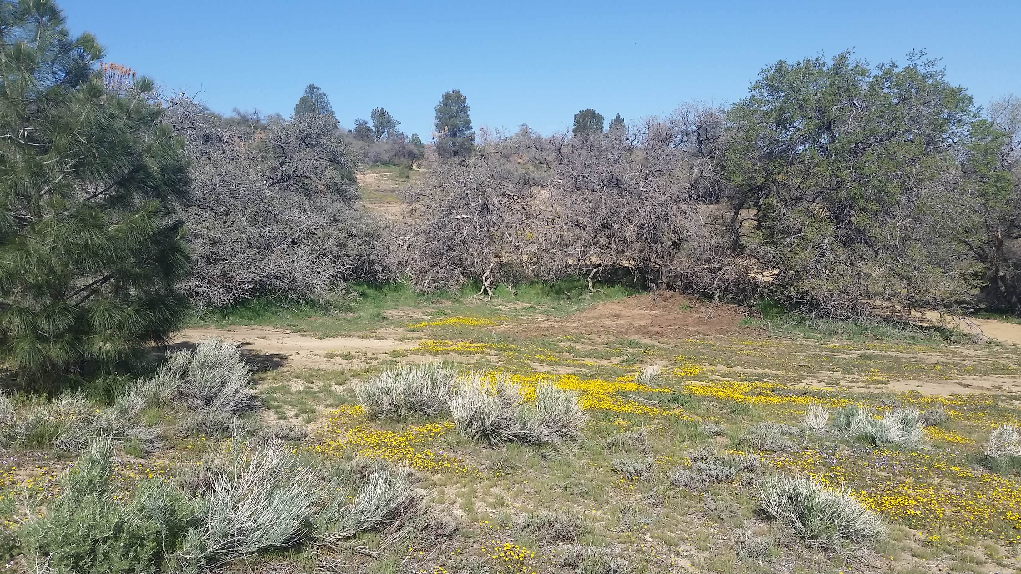 Wild Horse Ranch