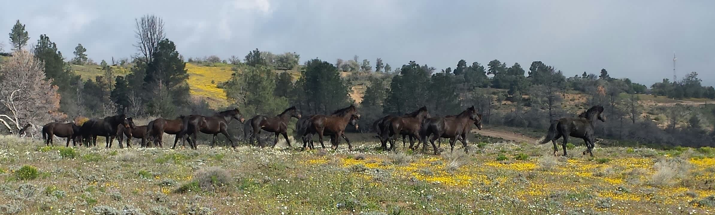 Wild Horse Ranch