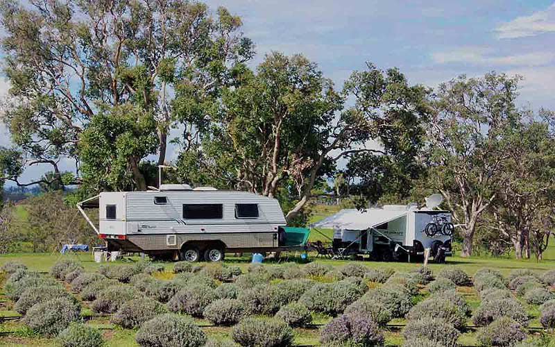 Aloomba Lavender Farm